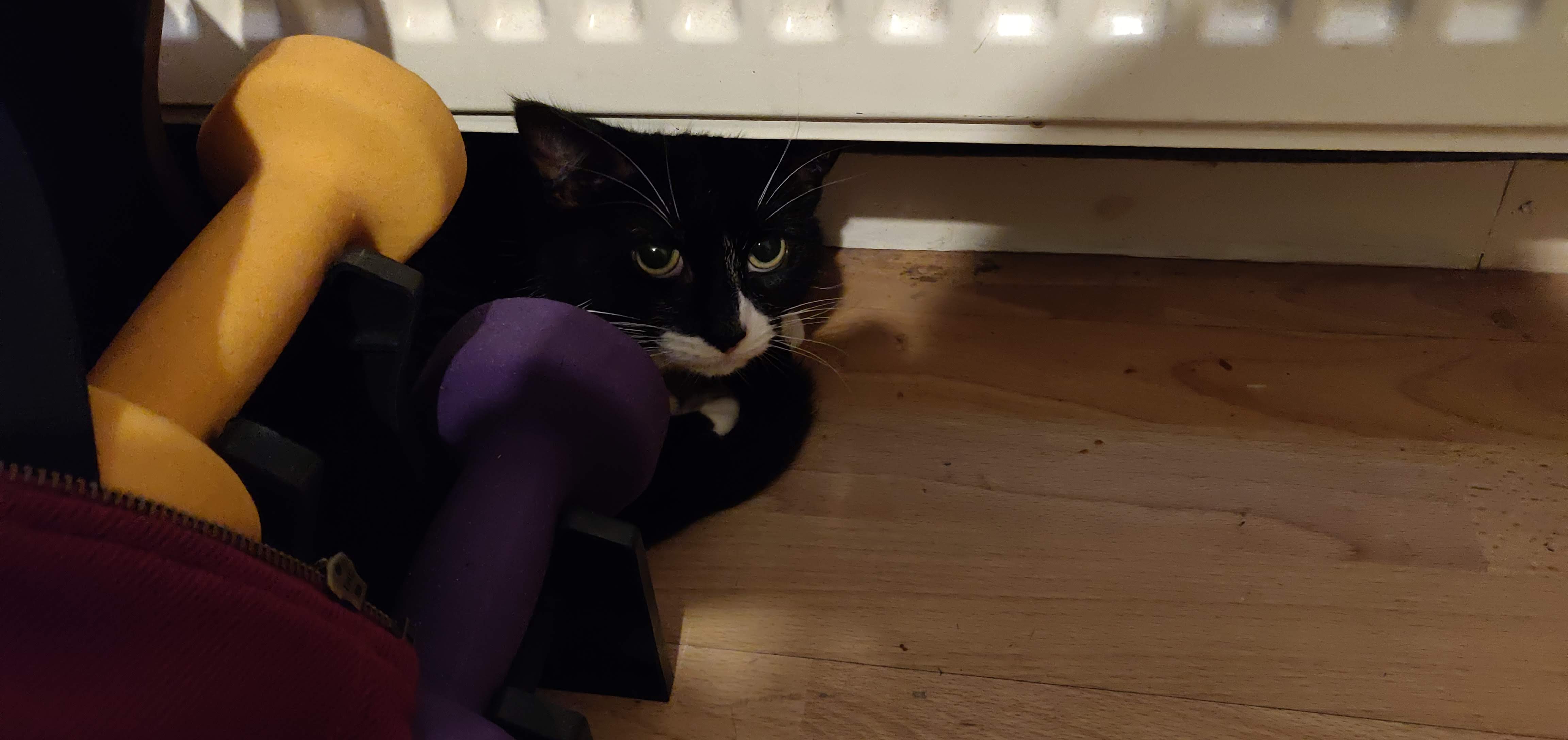 Kitty Diary Photo: 2019-01-19T11:14:38.000Z