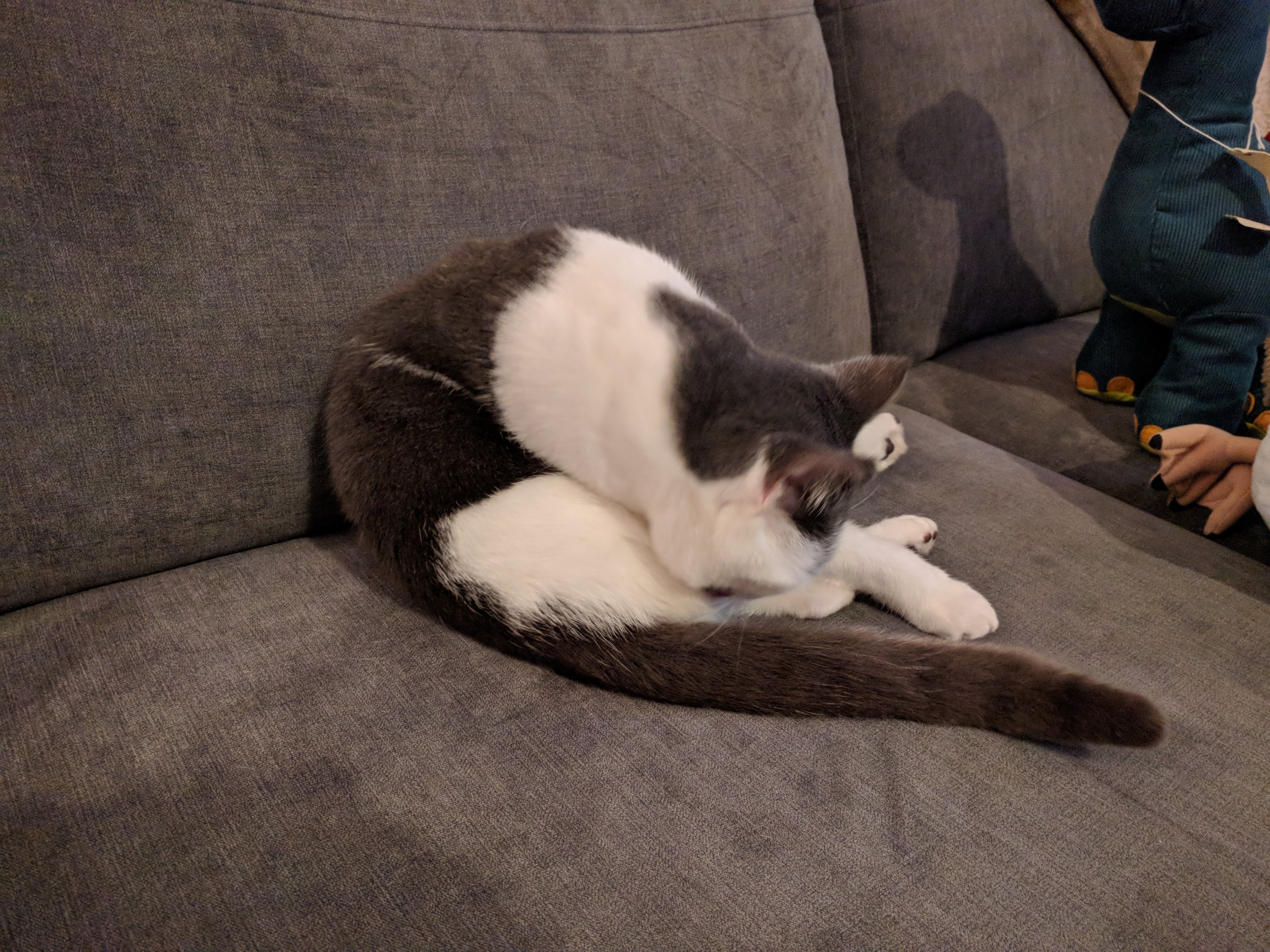 Kitty Diary Photo: 2019-01-19T12:30:36.000Z