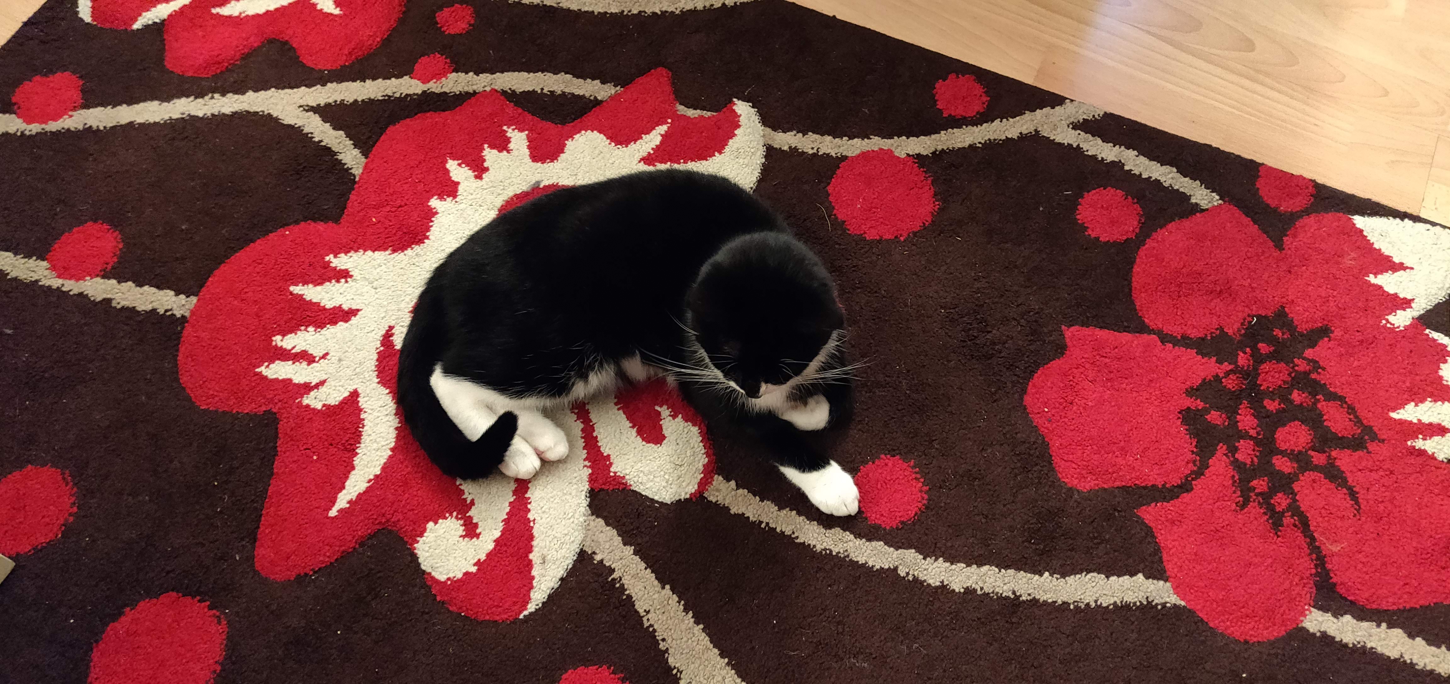 Kitty Diary Photo: 2019-01-19T16:29:44.000Z