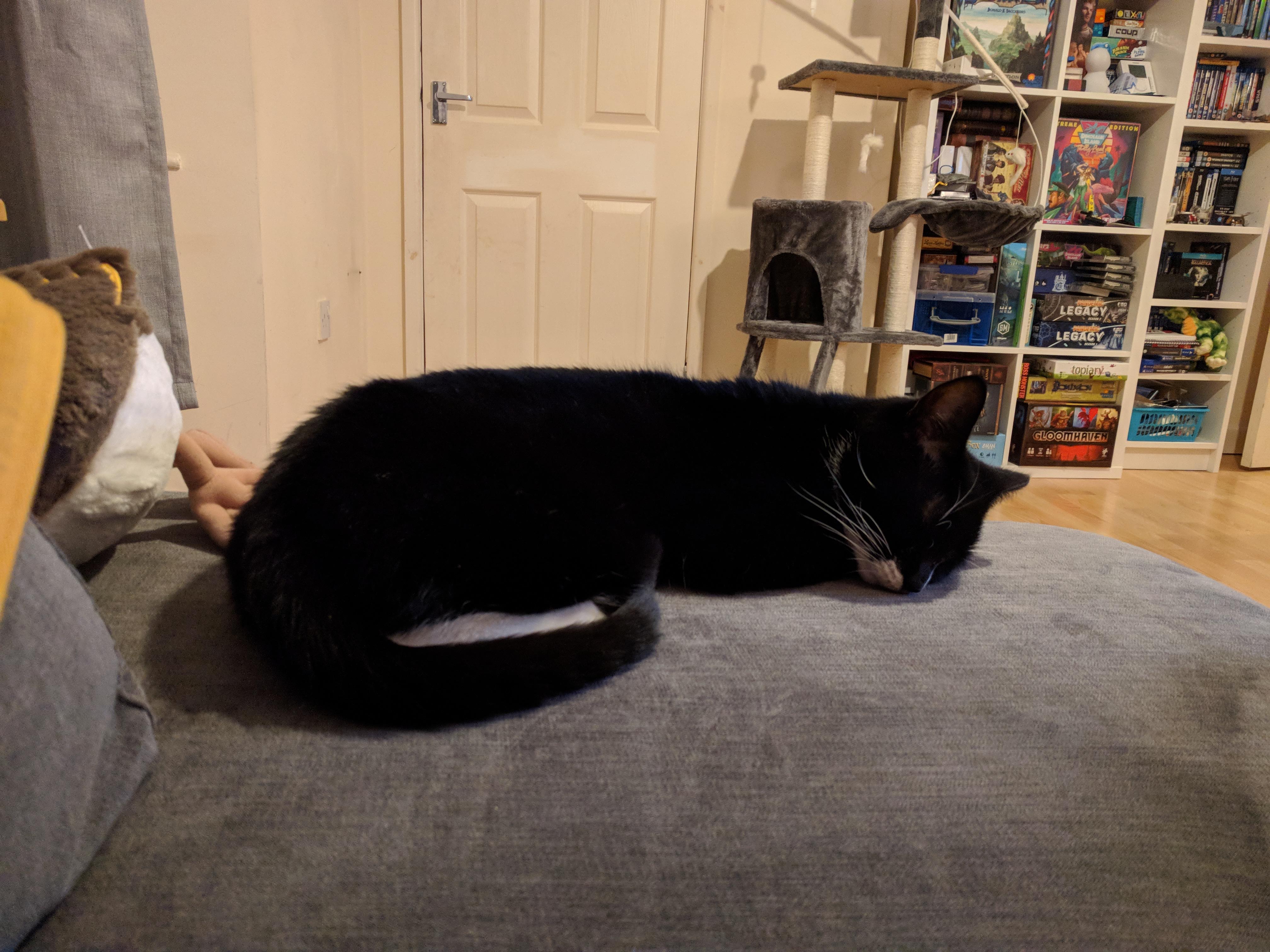 Kitty Diary Photo: 2019-01-20T17:26:53.000Z
