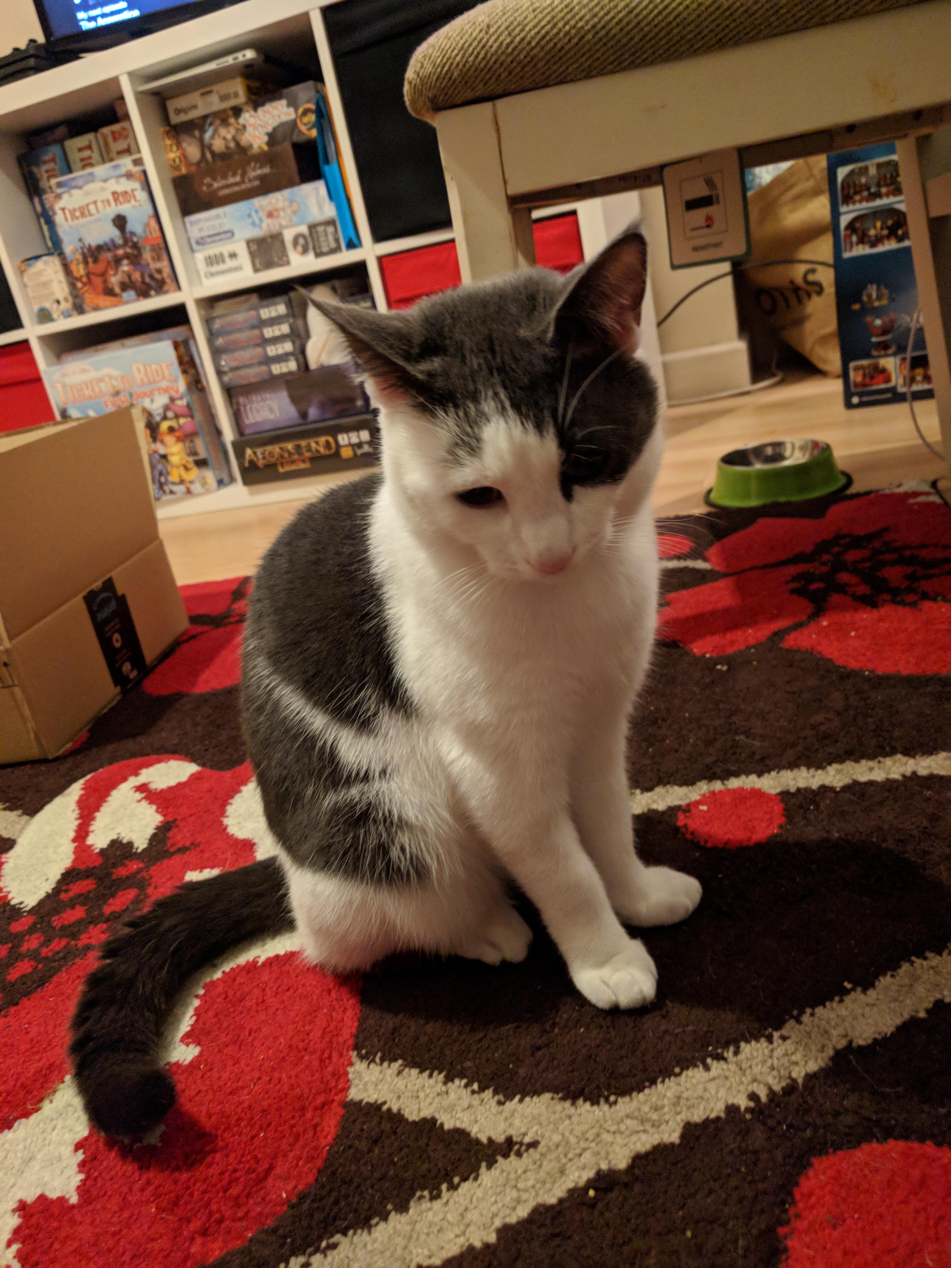 Kitty Diary Photo: 2019-01-20T17:30:10.000Z