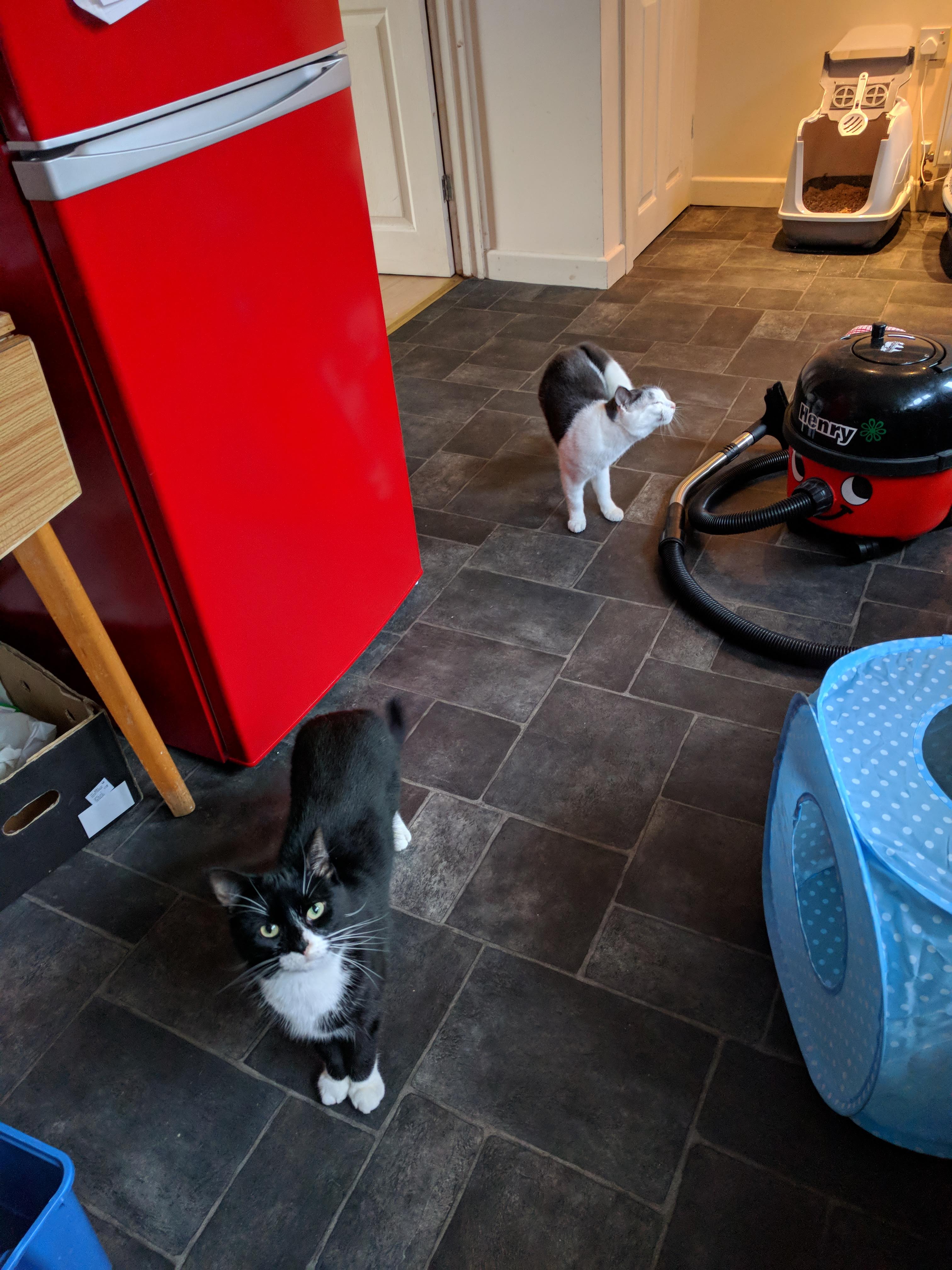 Kitty Diary Photo: 2019-01-21T14:29:26.000Z