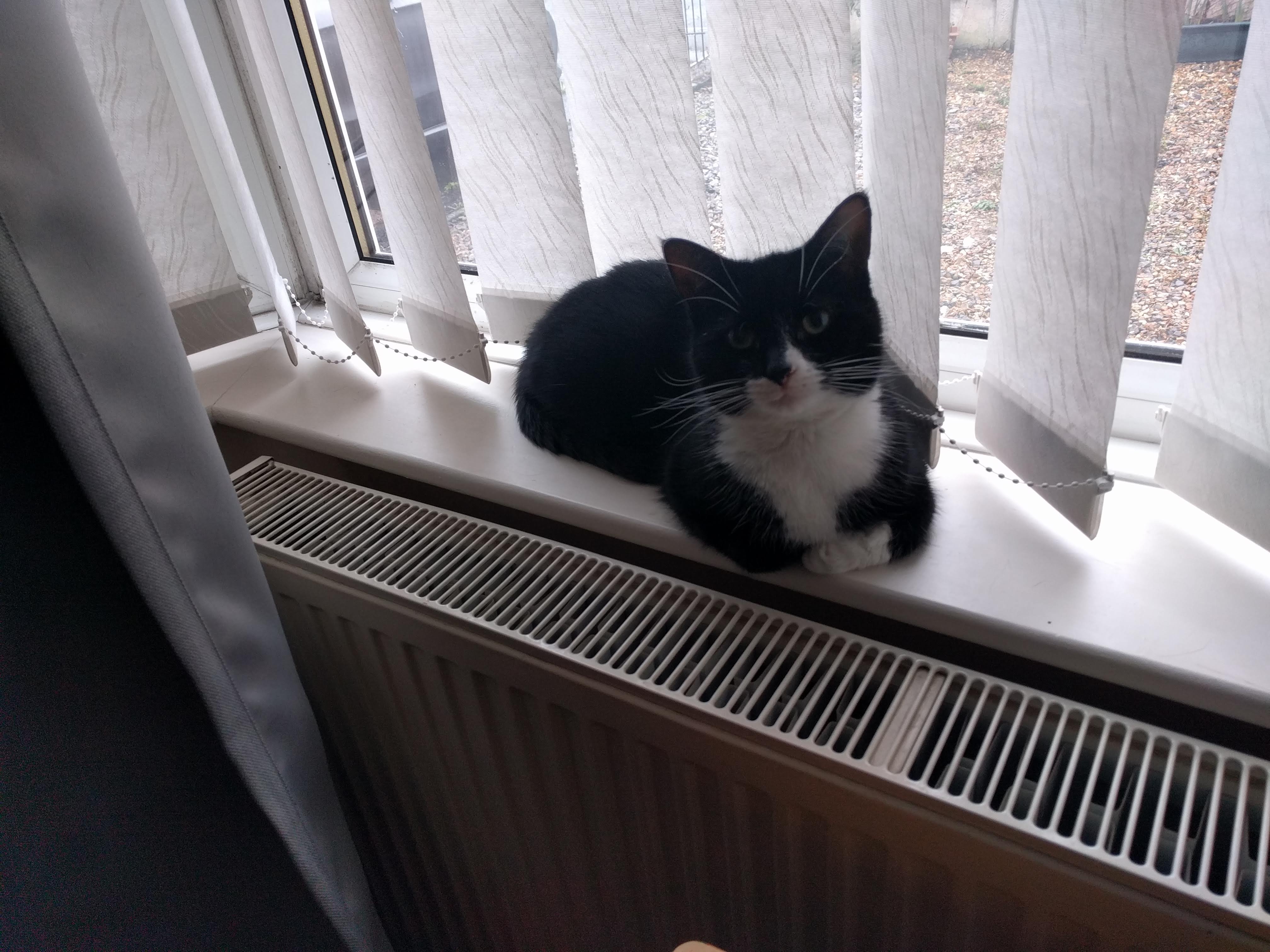 Kitty Diary Photo: 2019-01-22T14:26:14.000Z