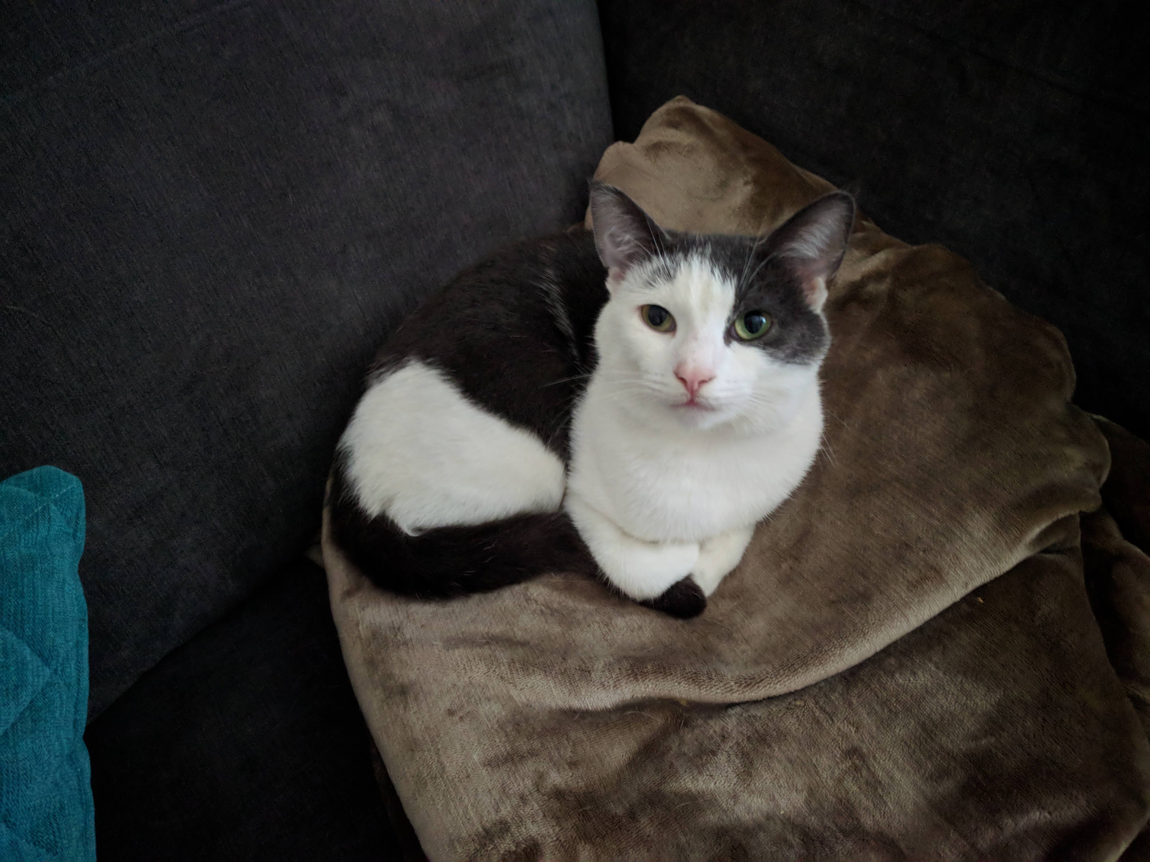 Kitty Diary Photo: 2019-01-22T14:26:19.000Z