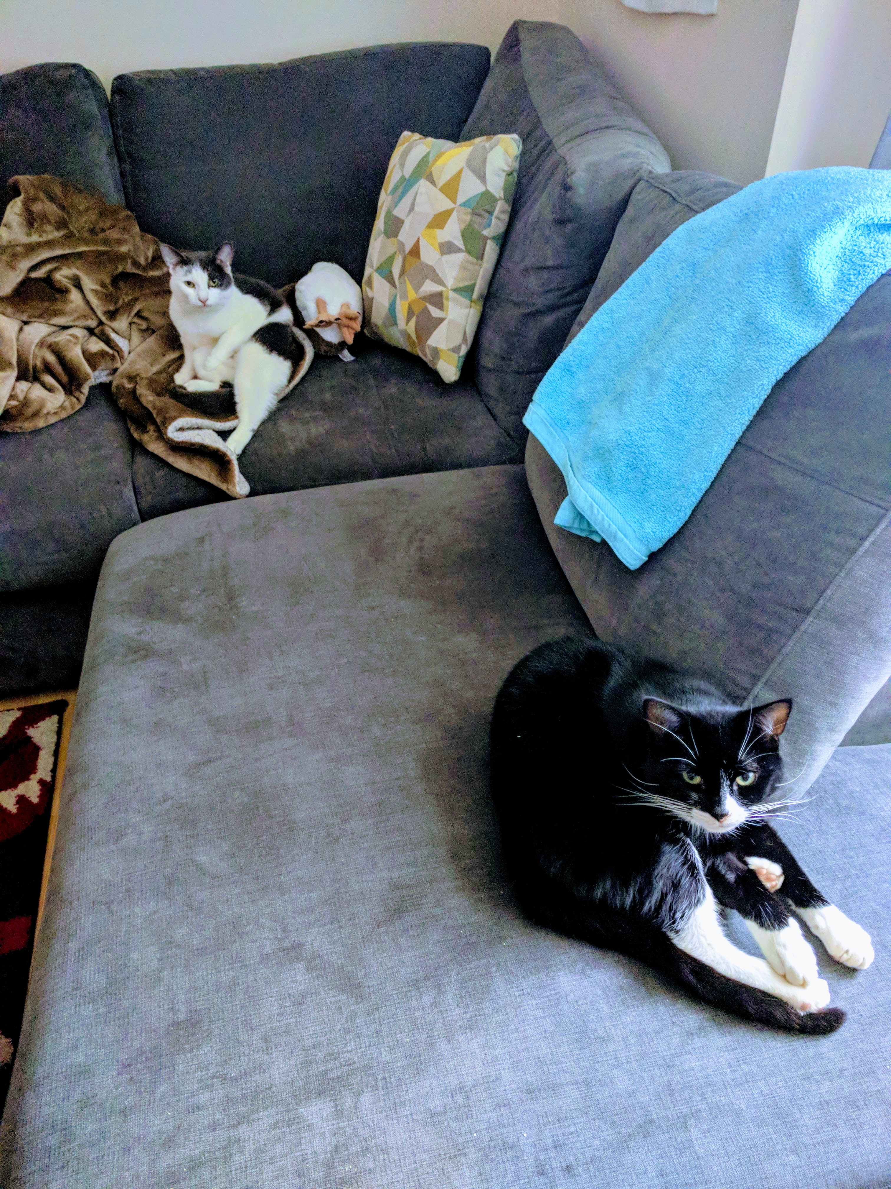 Kitty Diary Photo: 2019-01-24T14:14:16.000Z