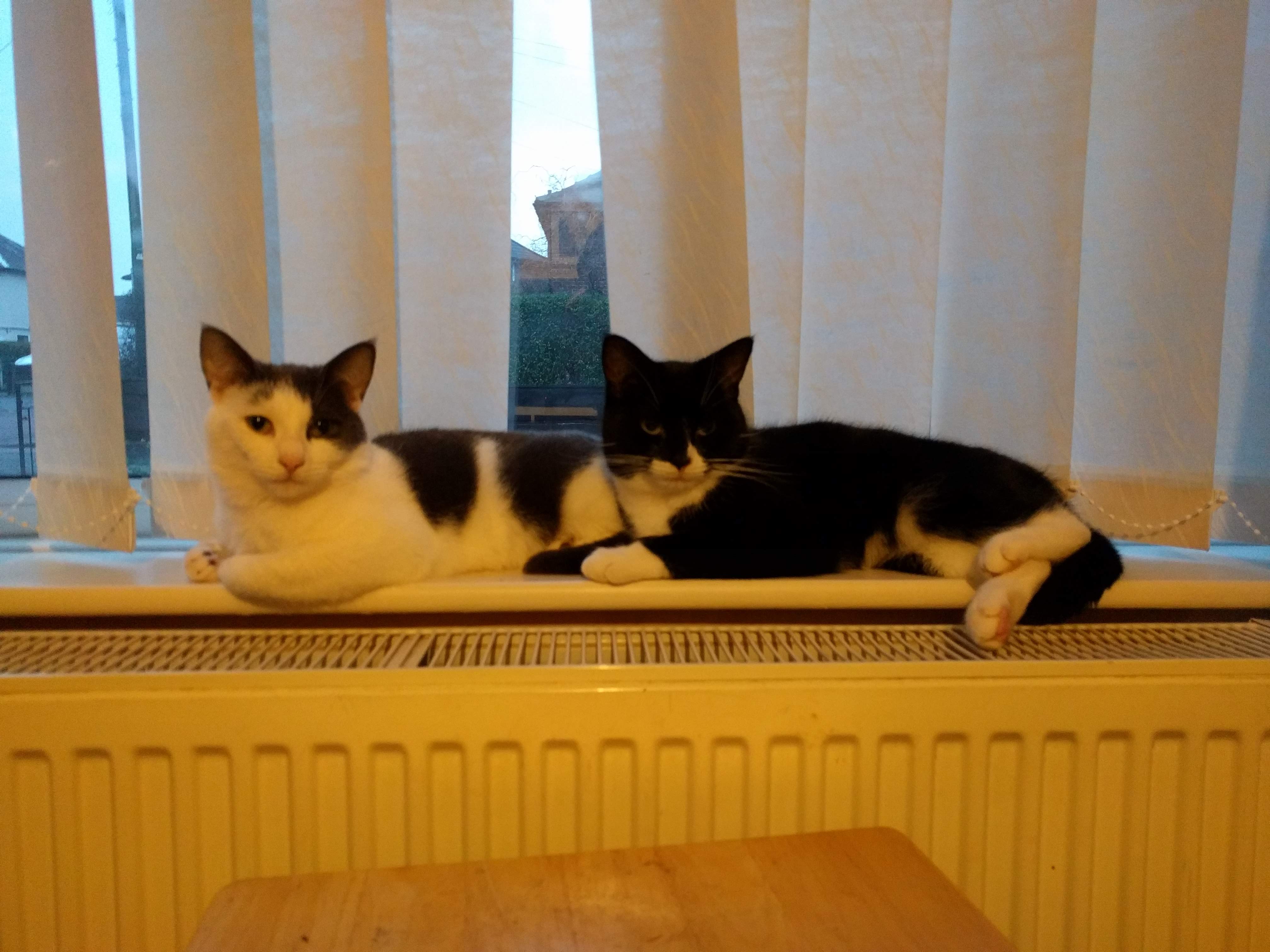 Kitty Diary Photo: 2019-01-24T16:41:34.000Z