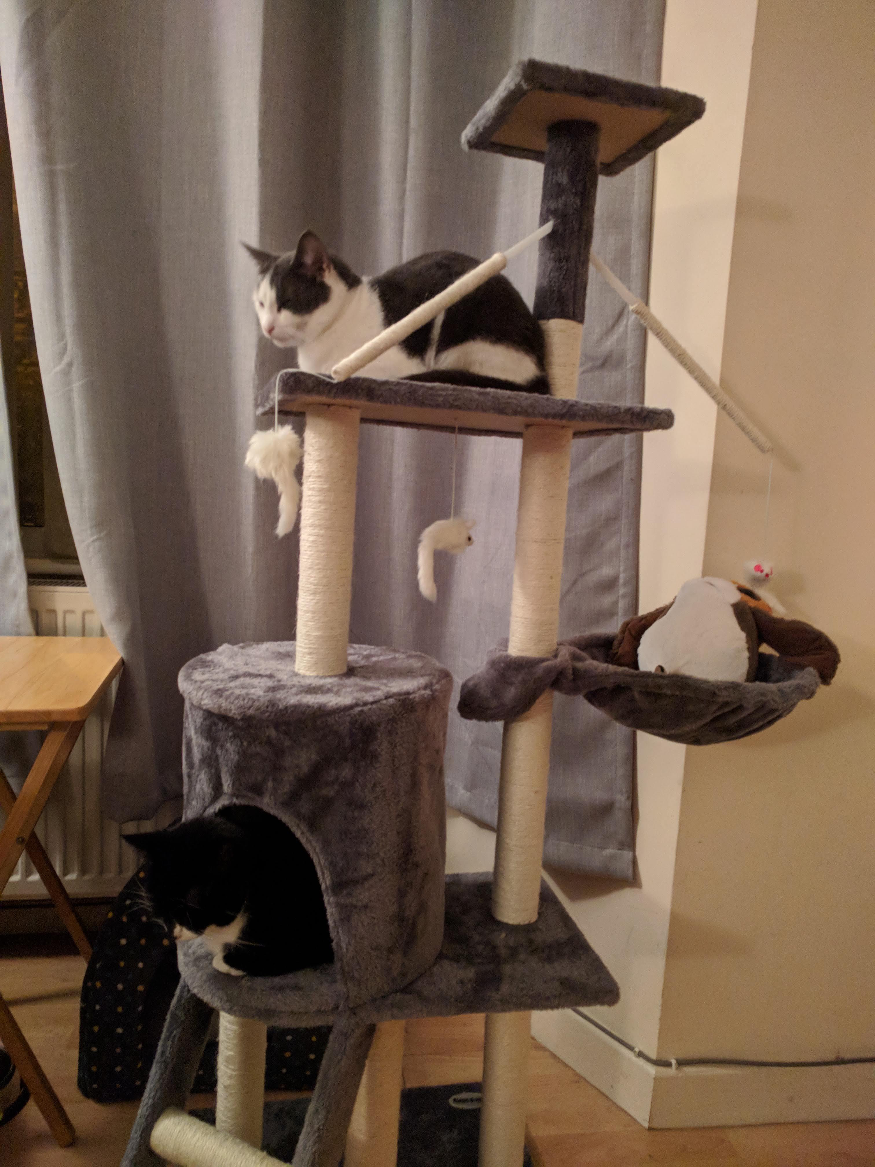 Kitty Diary Photo: 2019-01-24T20:00:41.000Z