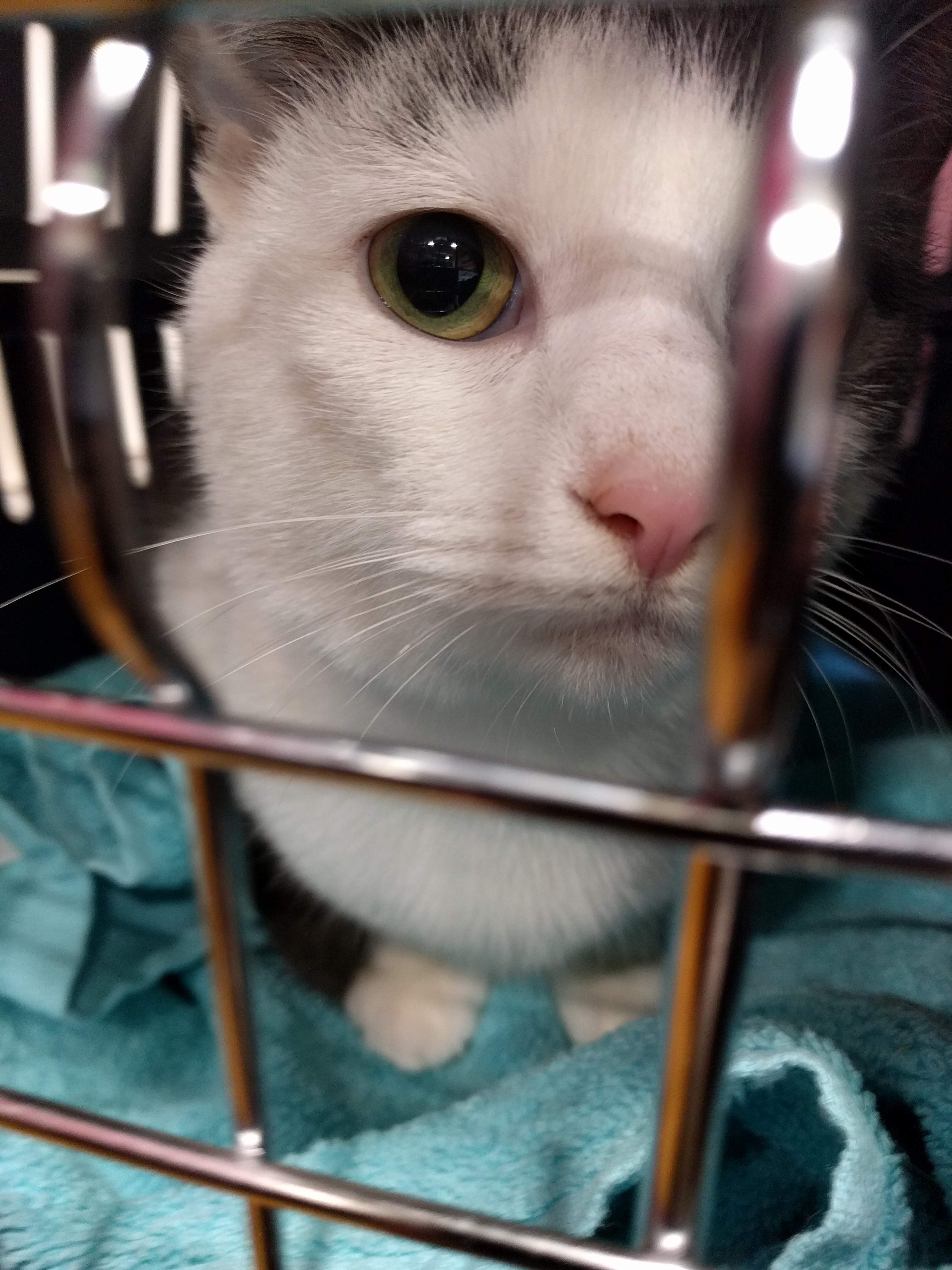 Kitty Diary Photo: 2019-01-26T11:26:31.000Z