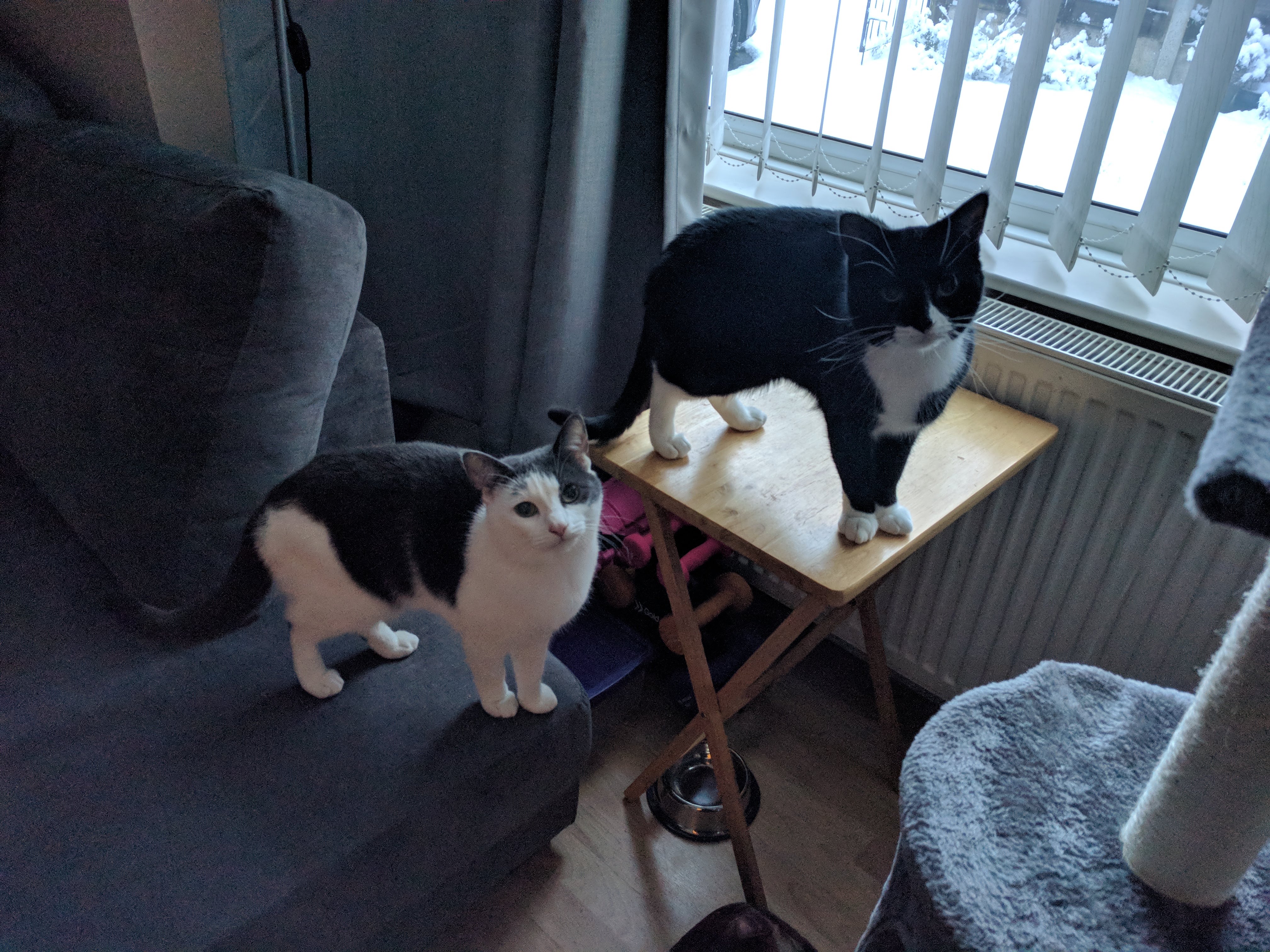 Kitty Diary Photo: 2019-01-30T08:16:25.000Z