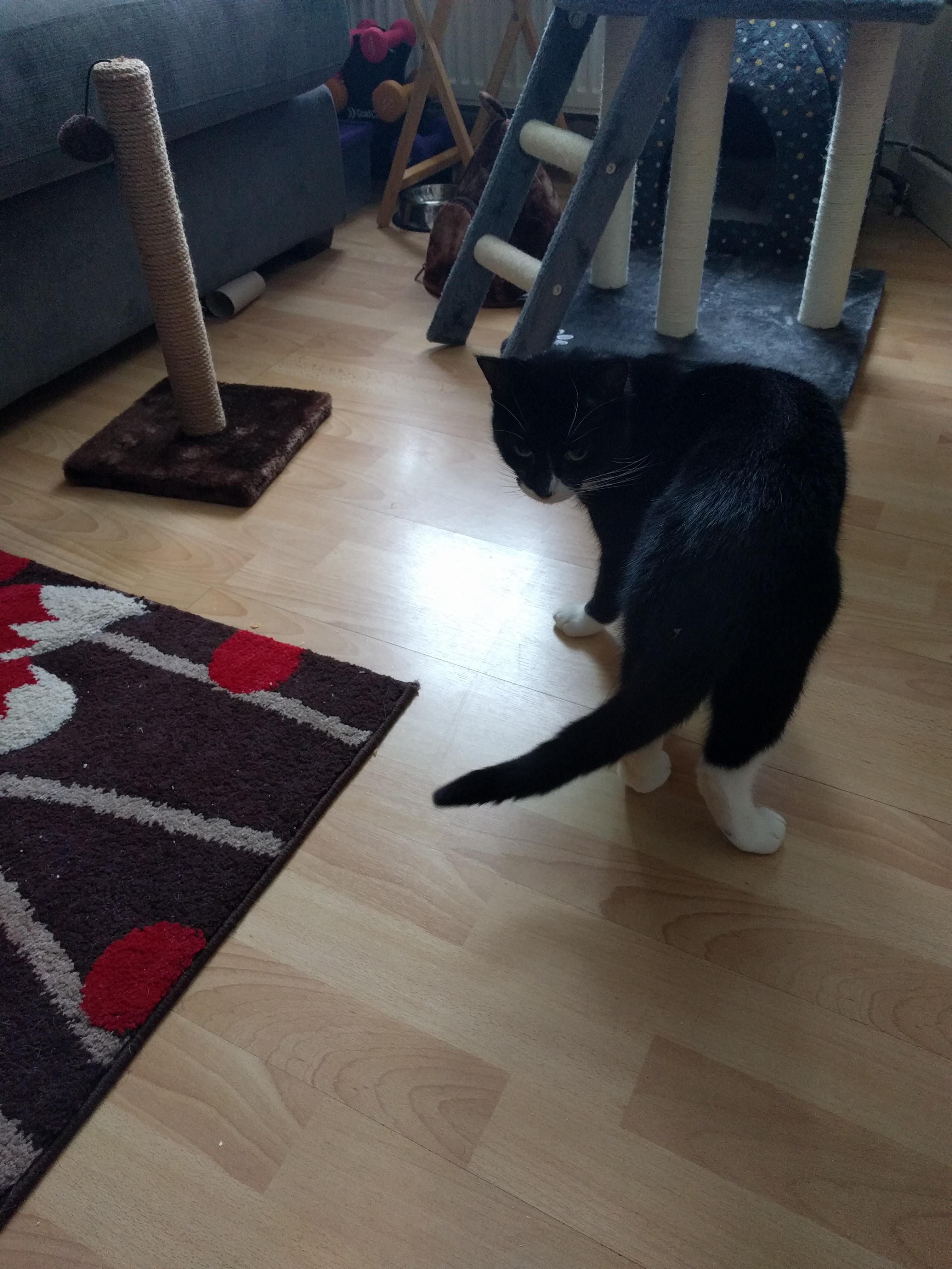 Kitty Diary Photo: 2019-01-30T12:41:30.000Z