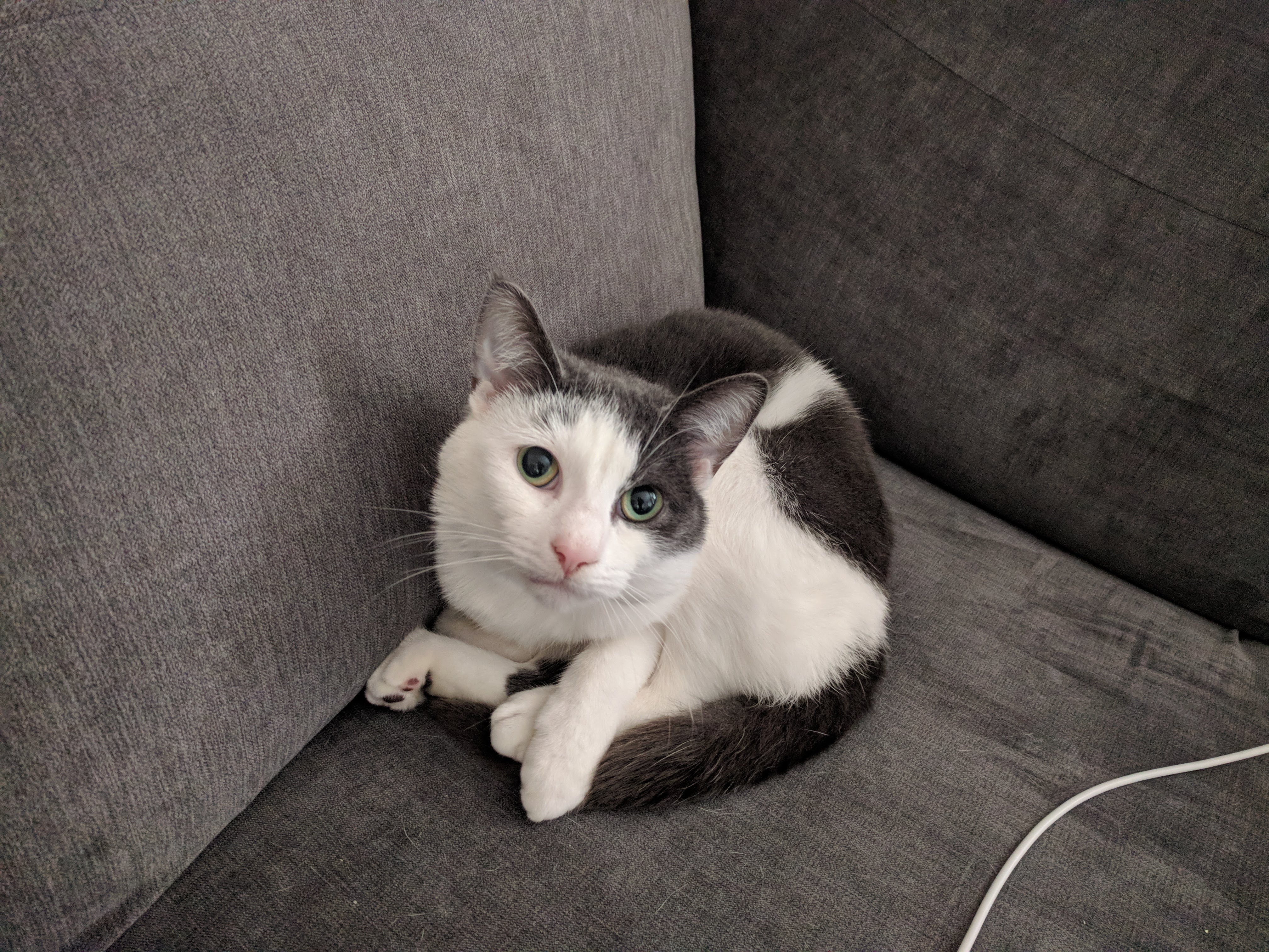 Kitty Diary Photo: 2019-01-31T09:03:26.000Z