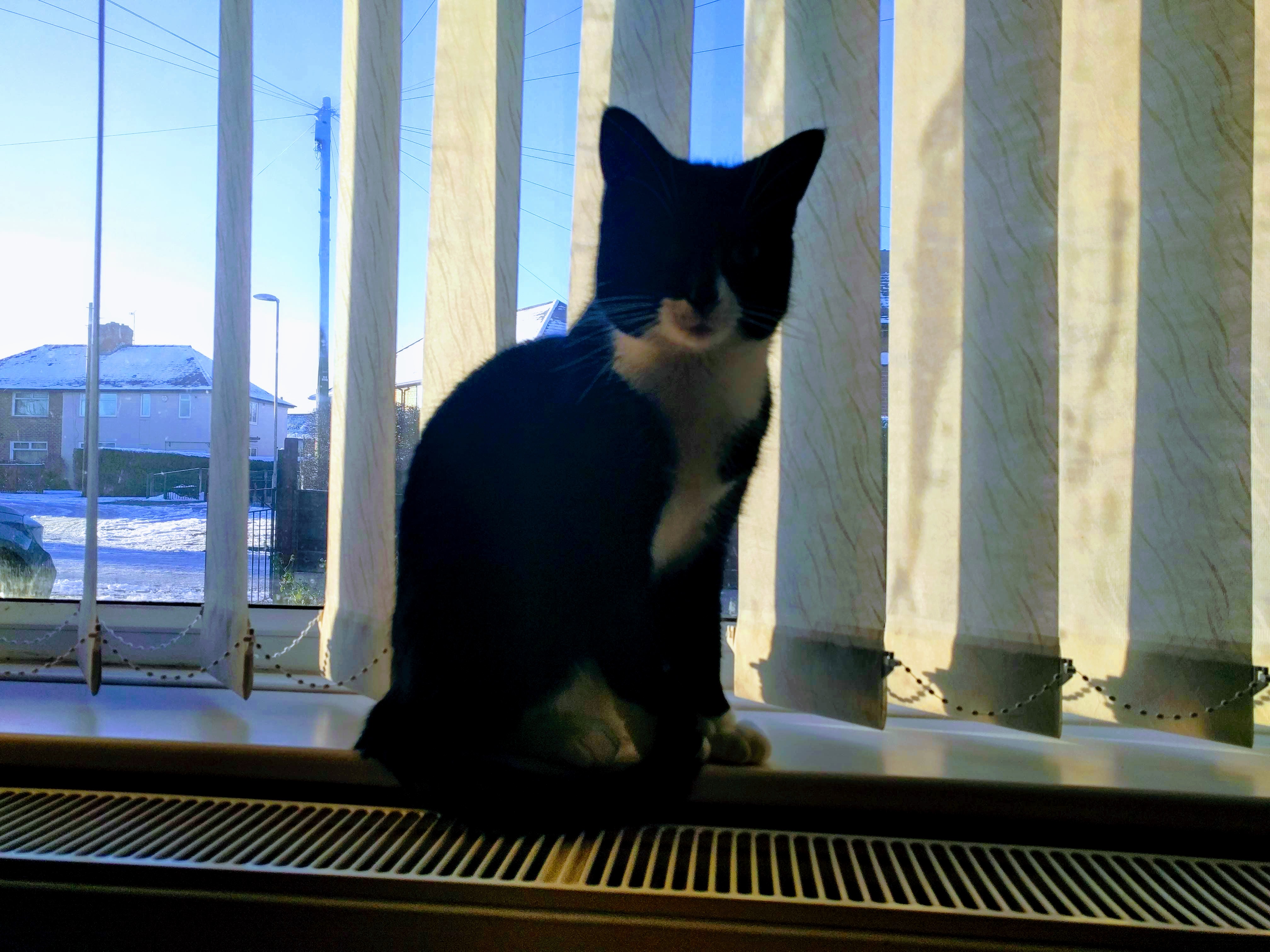 Kitty Diary Photo: 2019-01-31T09:03:44.000Z