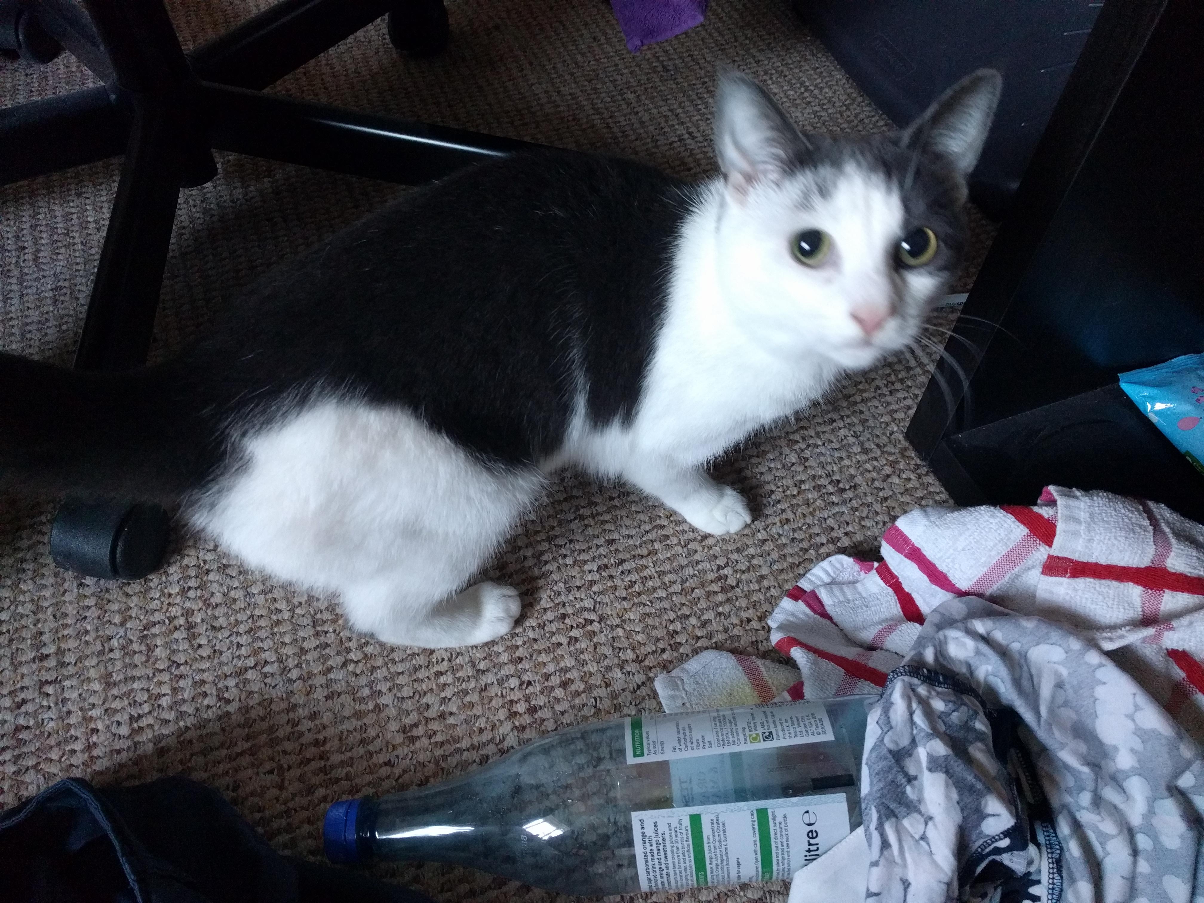 Kitty Diary Photo: 2019-02-15T09:05:44.000Z