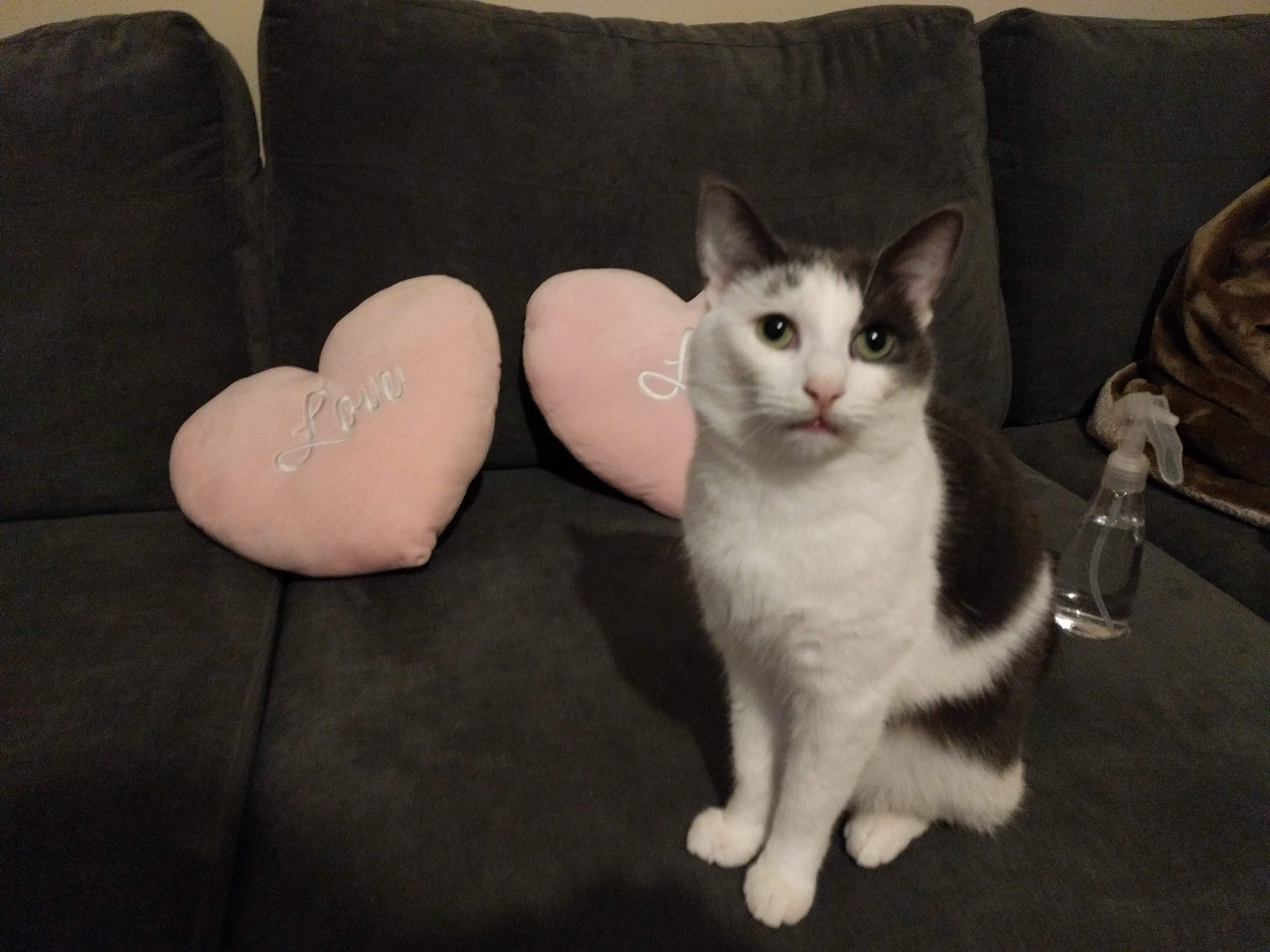 Kitty Diary Photo: 2019-02-21T20:34:35.000Z
