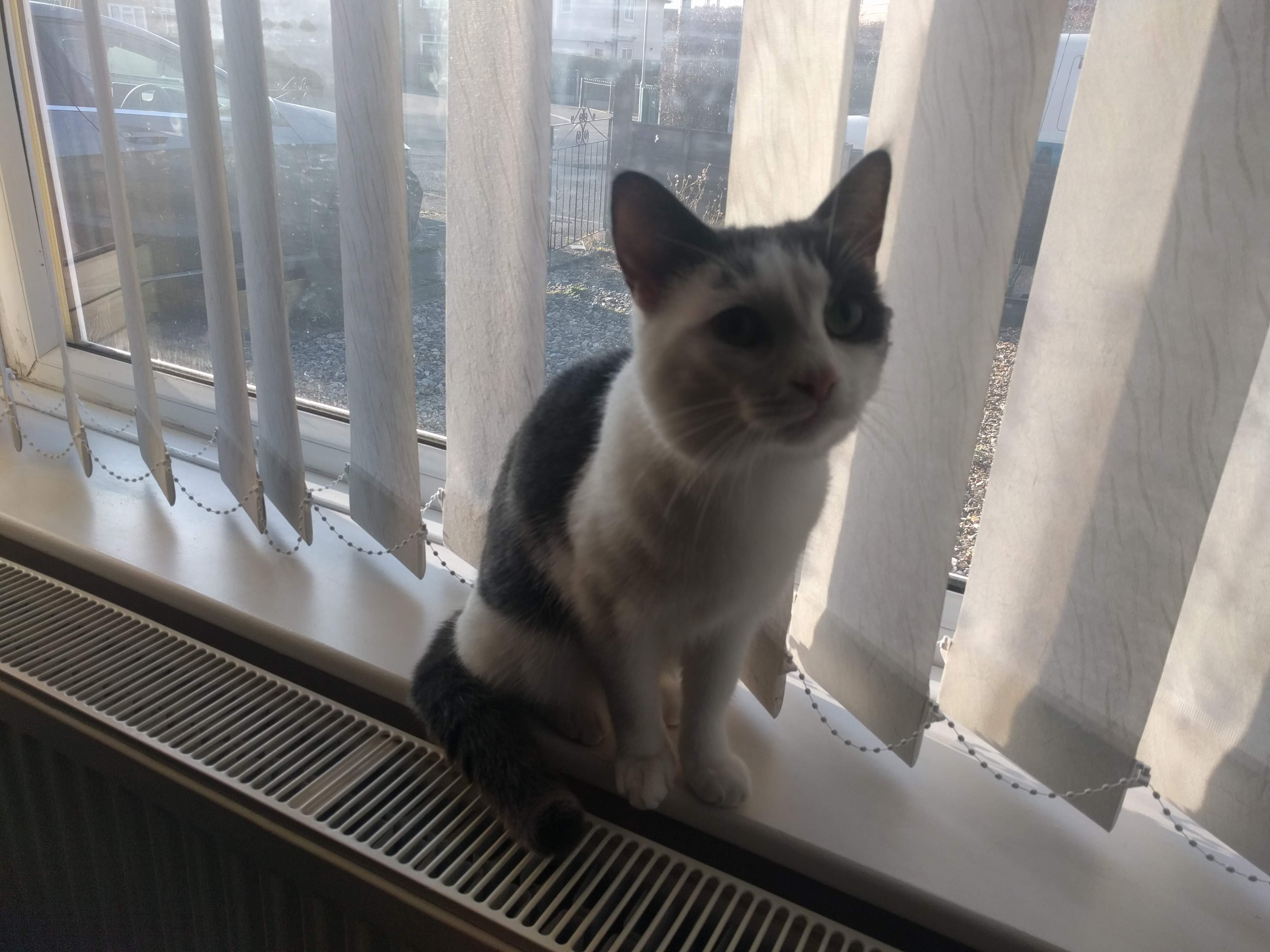 Kitty Diary Photo: 2019-02-27T09:14:31.000Z
