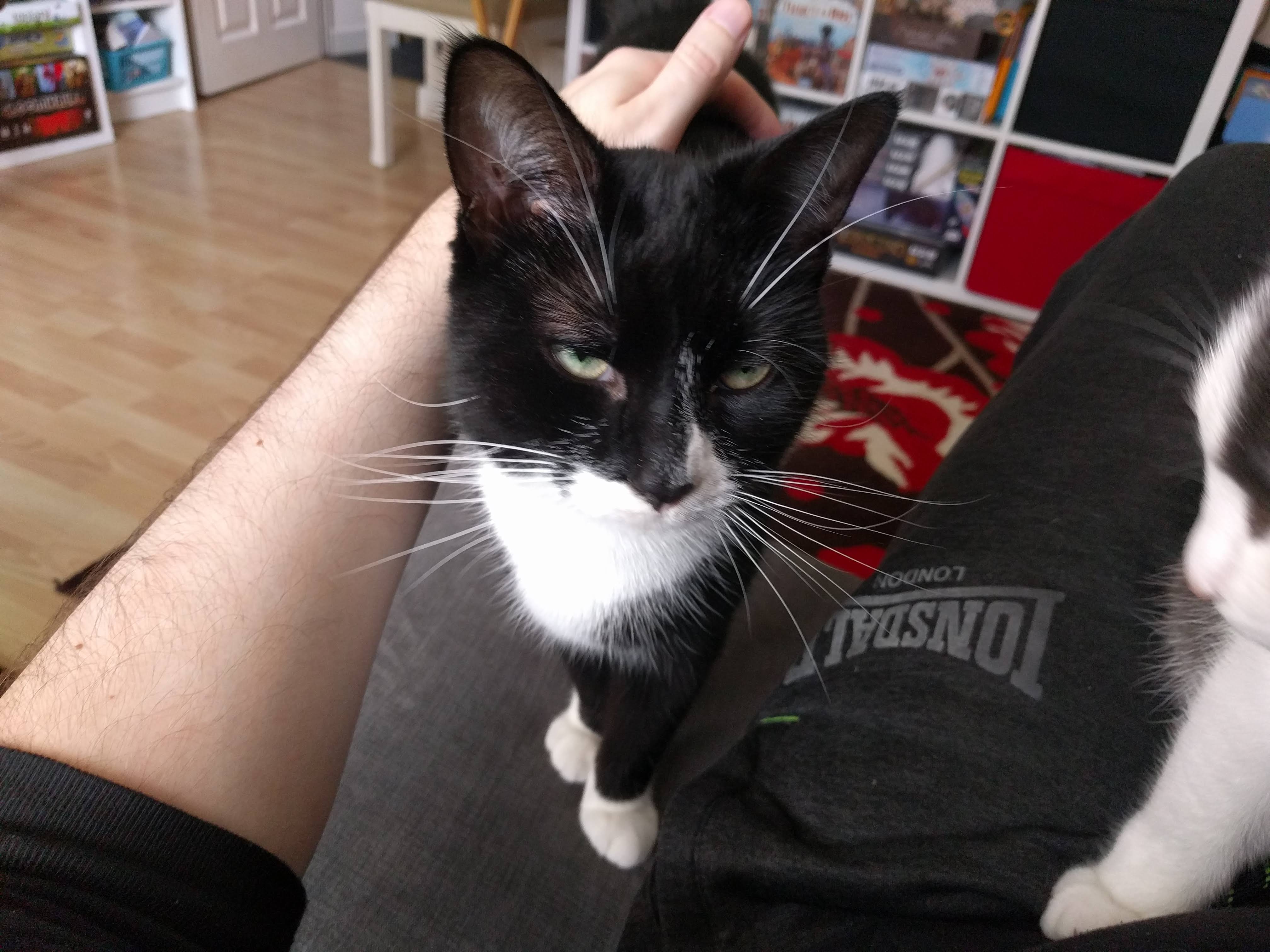 Kitty Diary Photo: 2019-02-27T09:25:44.000Z