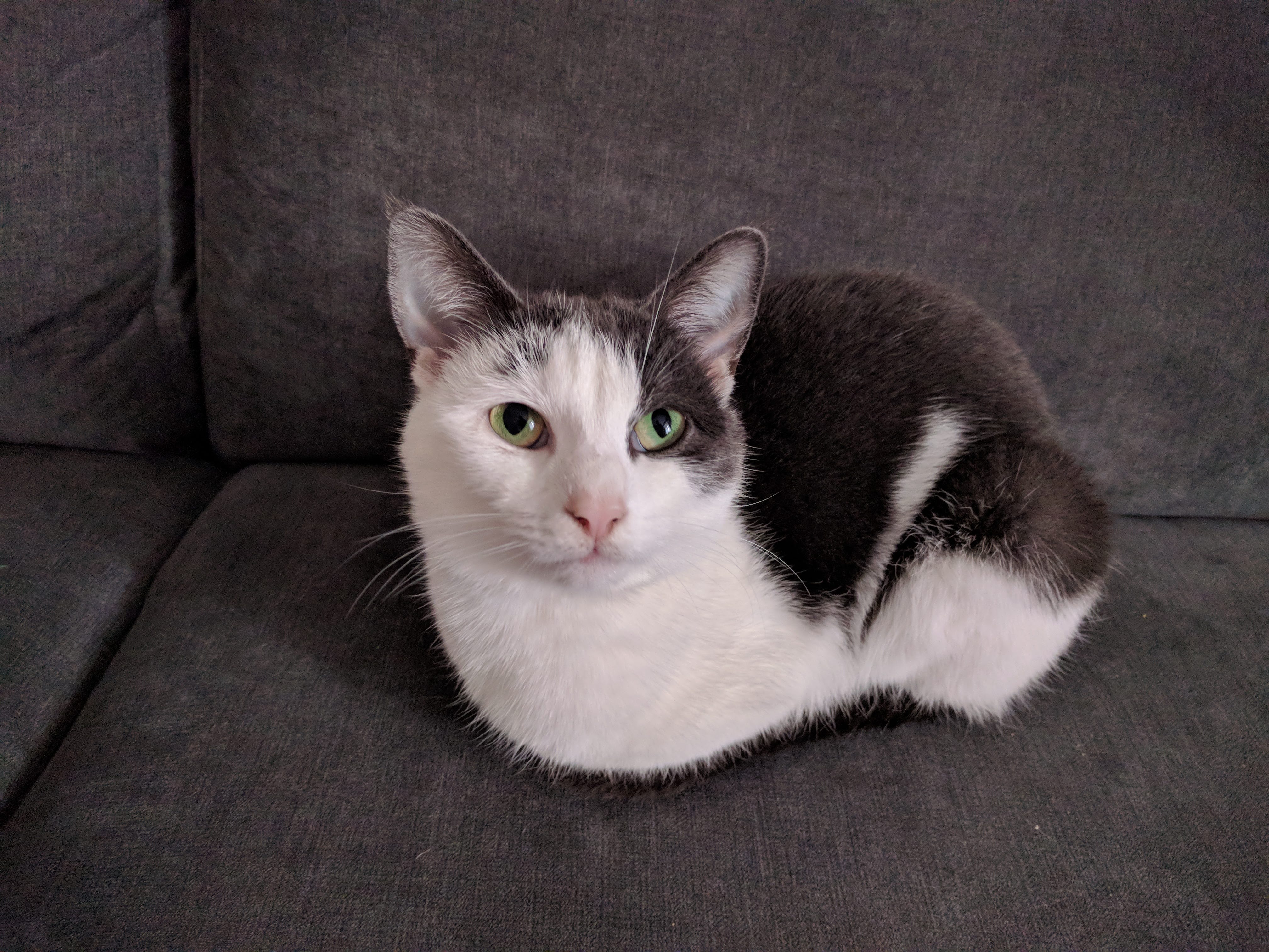Kitty Diary Photo: 2019-03-05T16:50:26.000Z