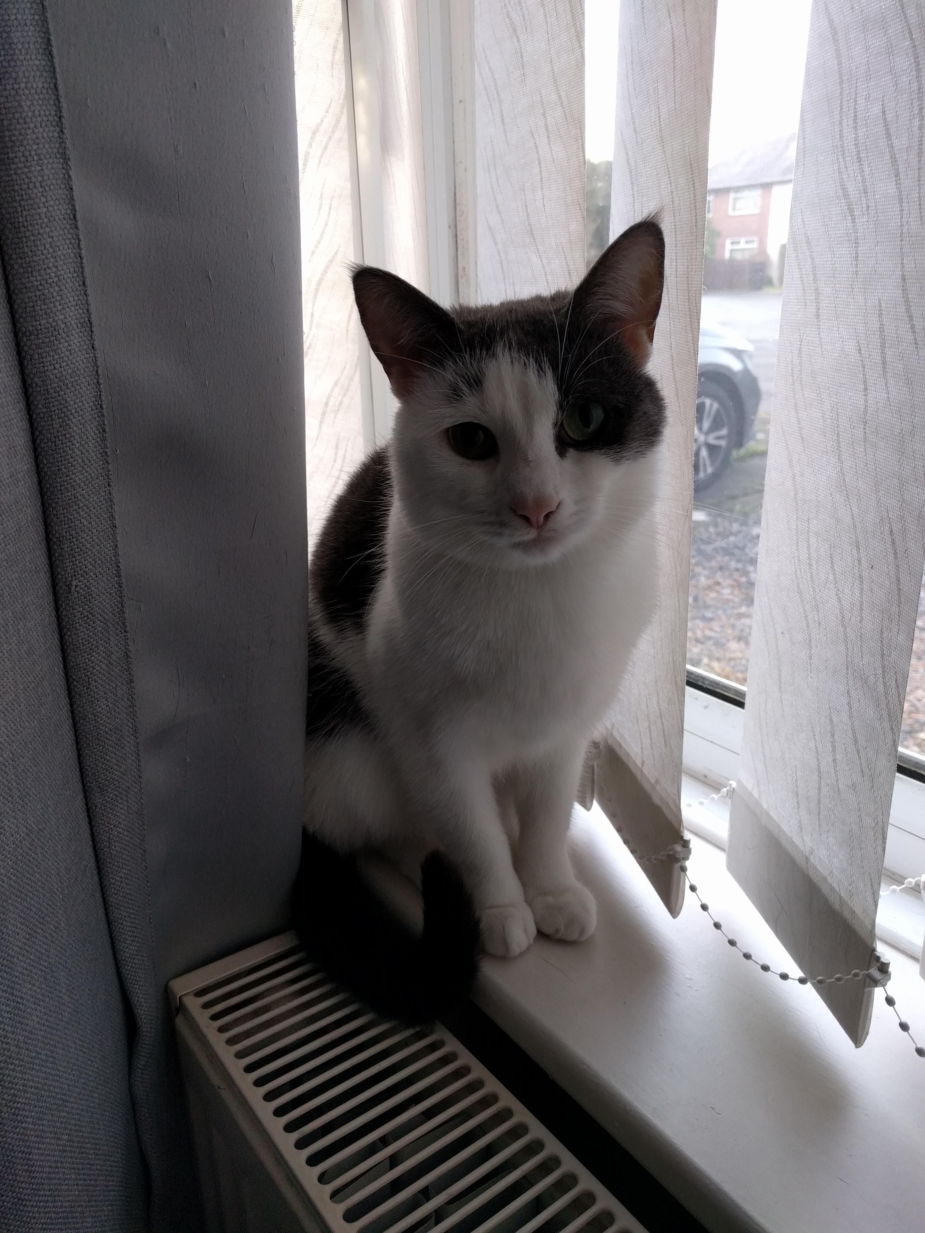 Kitty Diary Photo: 2019-03-08T08:19:25.000Z