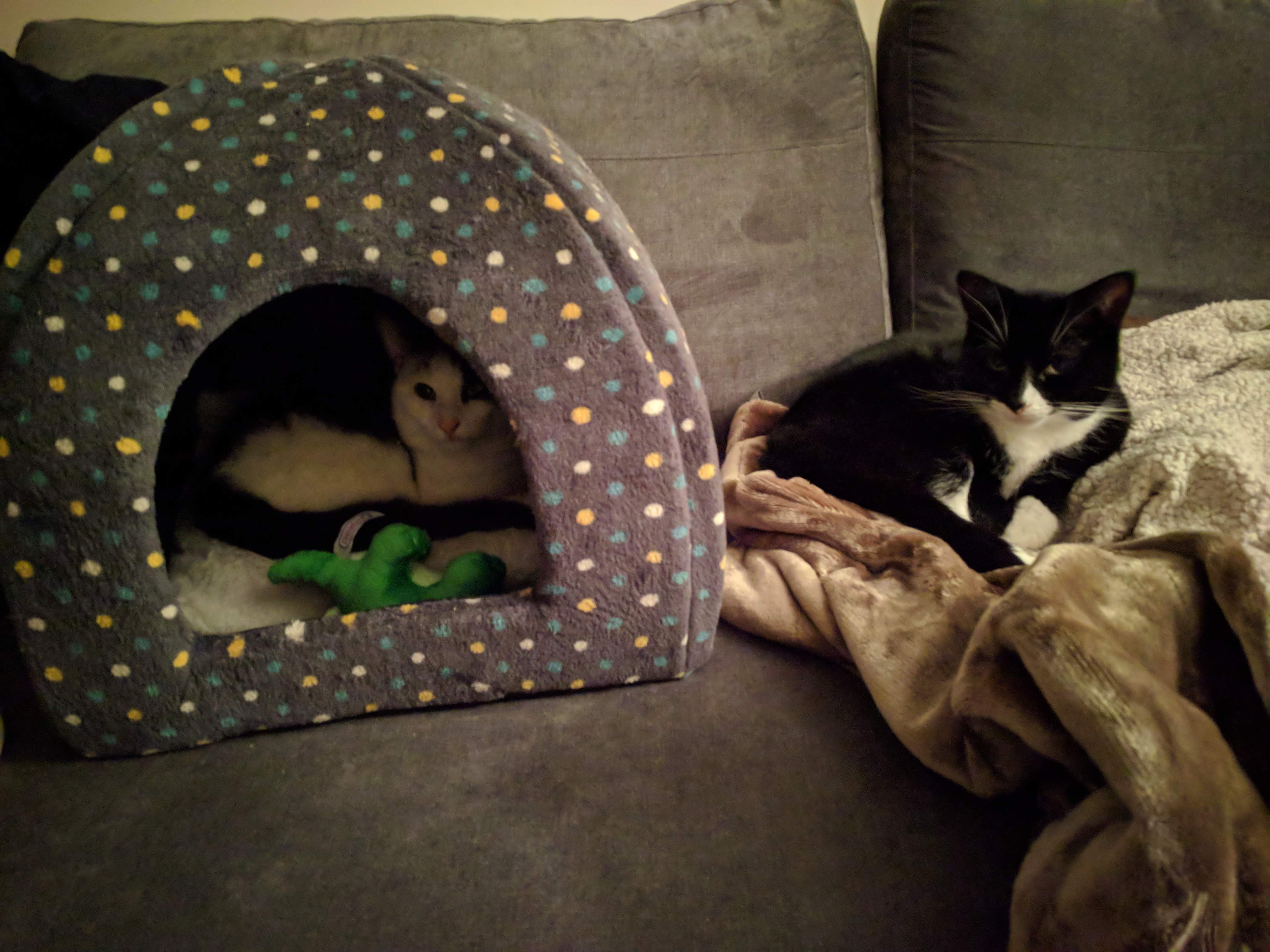 Kitty Diary Photo: 2019-03-11T22:44:21.000Z