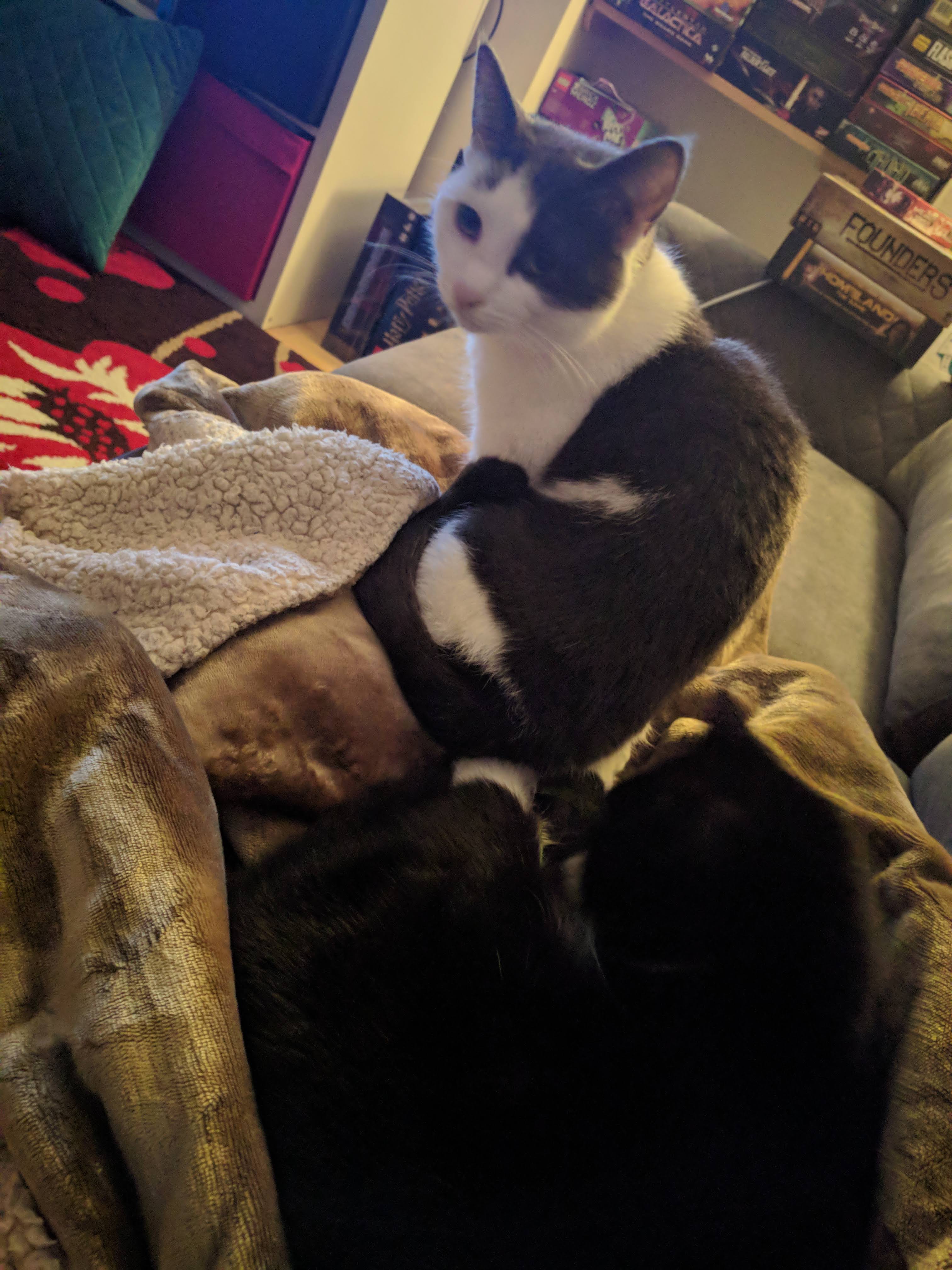 Kitty Diary Photo: 2019-03-19T21:18:10.000Z