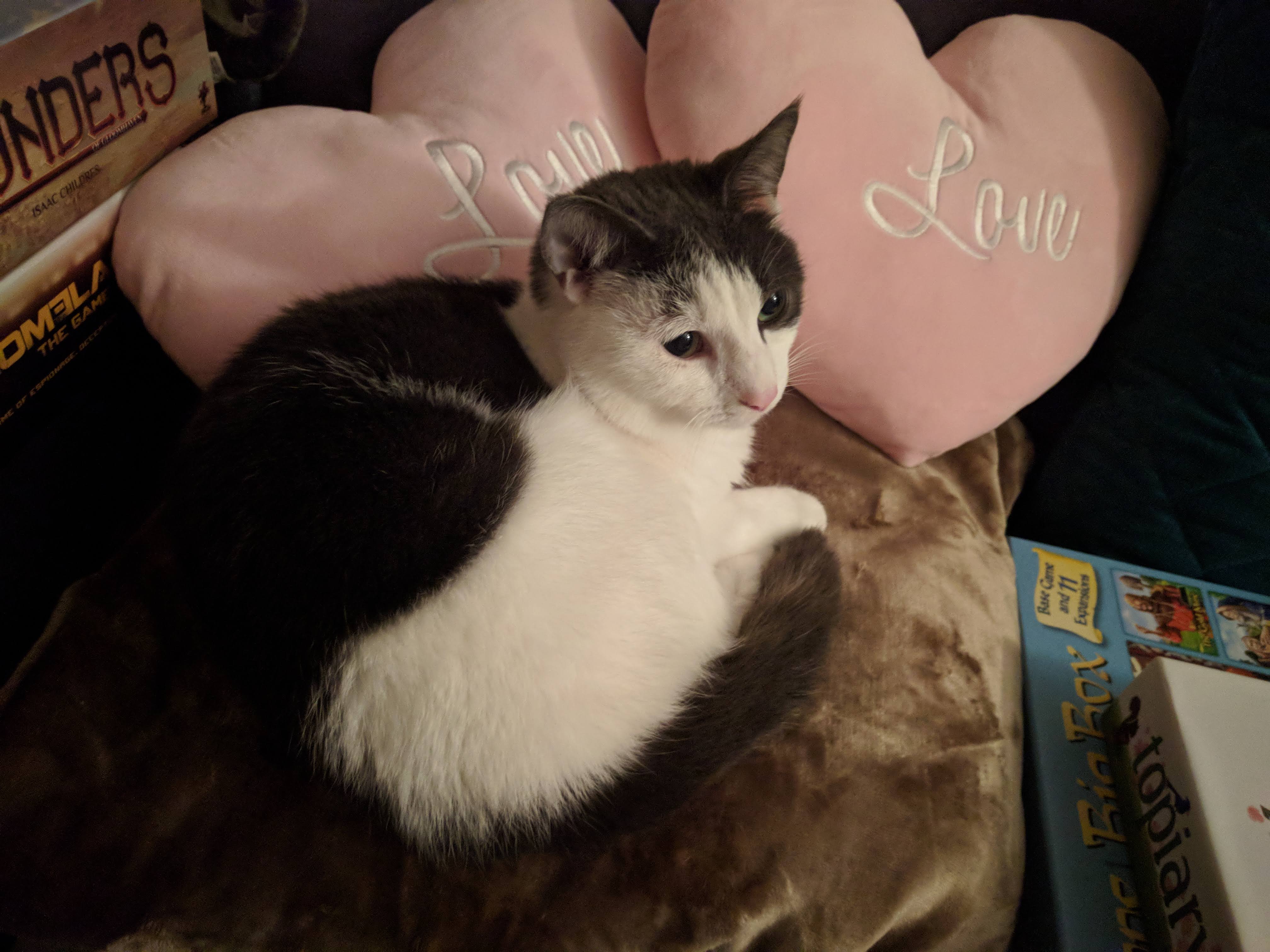 Kitty Diary Photo: 2019-03-23T22:08:28.000Z