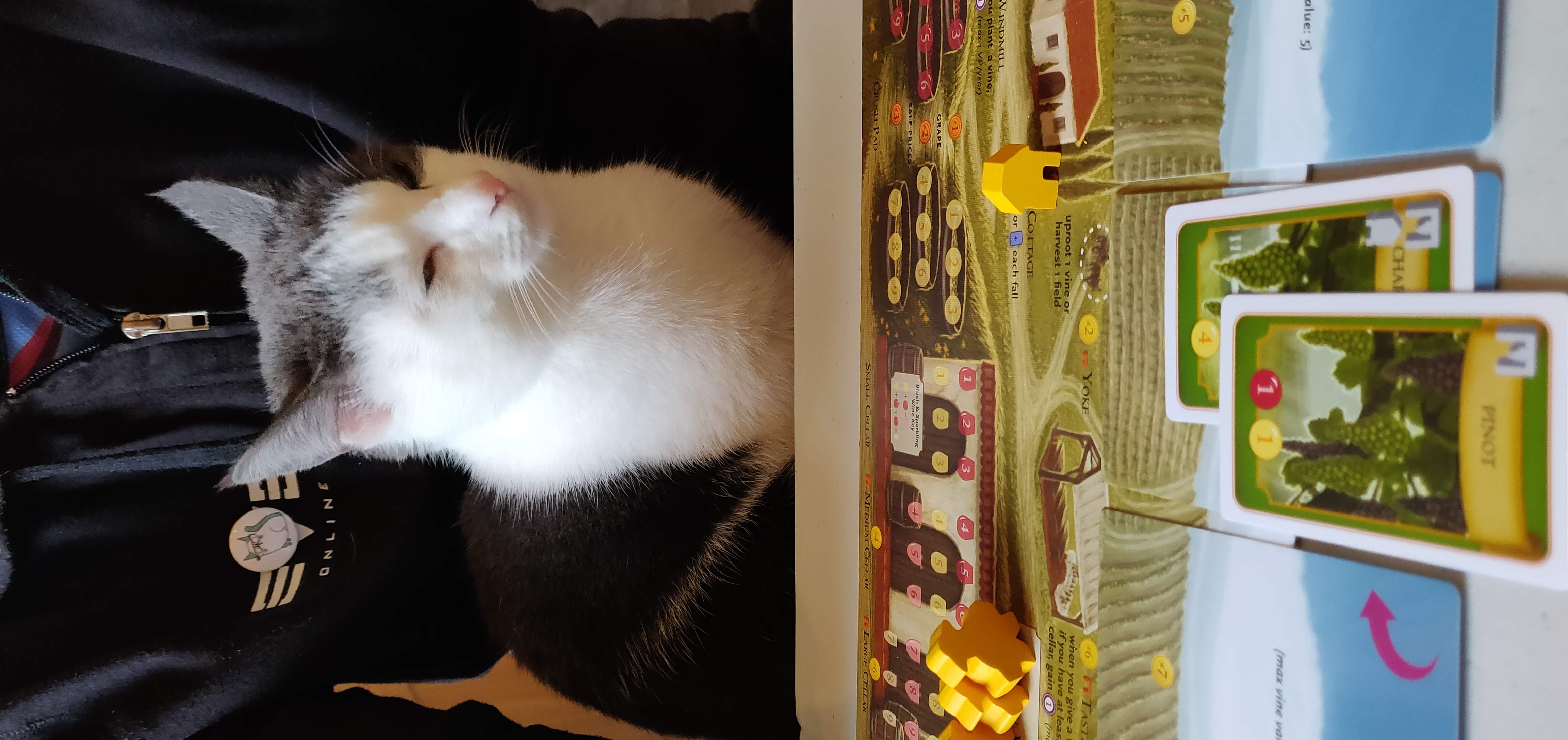 Kitty Diary Photo: 2019-03-24T14:38:10.000Z