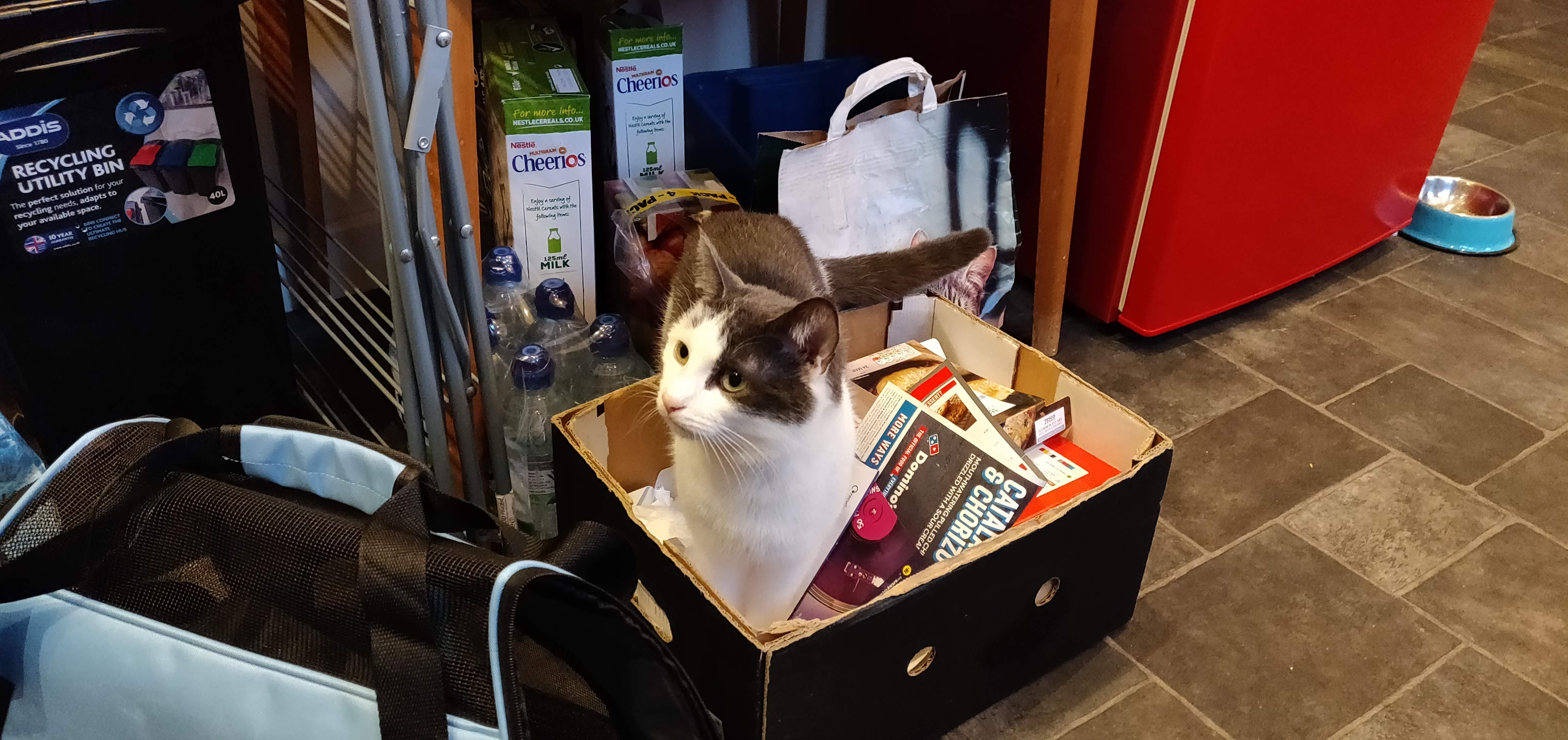 Kitty Diary Photo: 2019-03-27T18:13:21.000Z