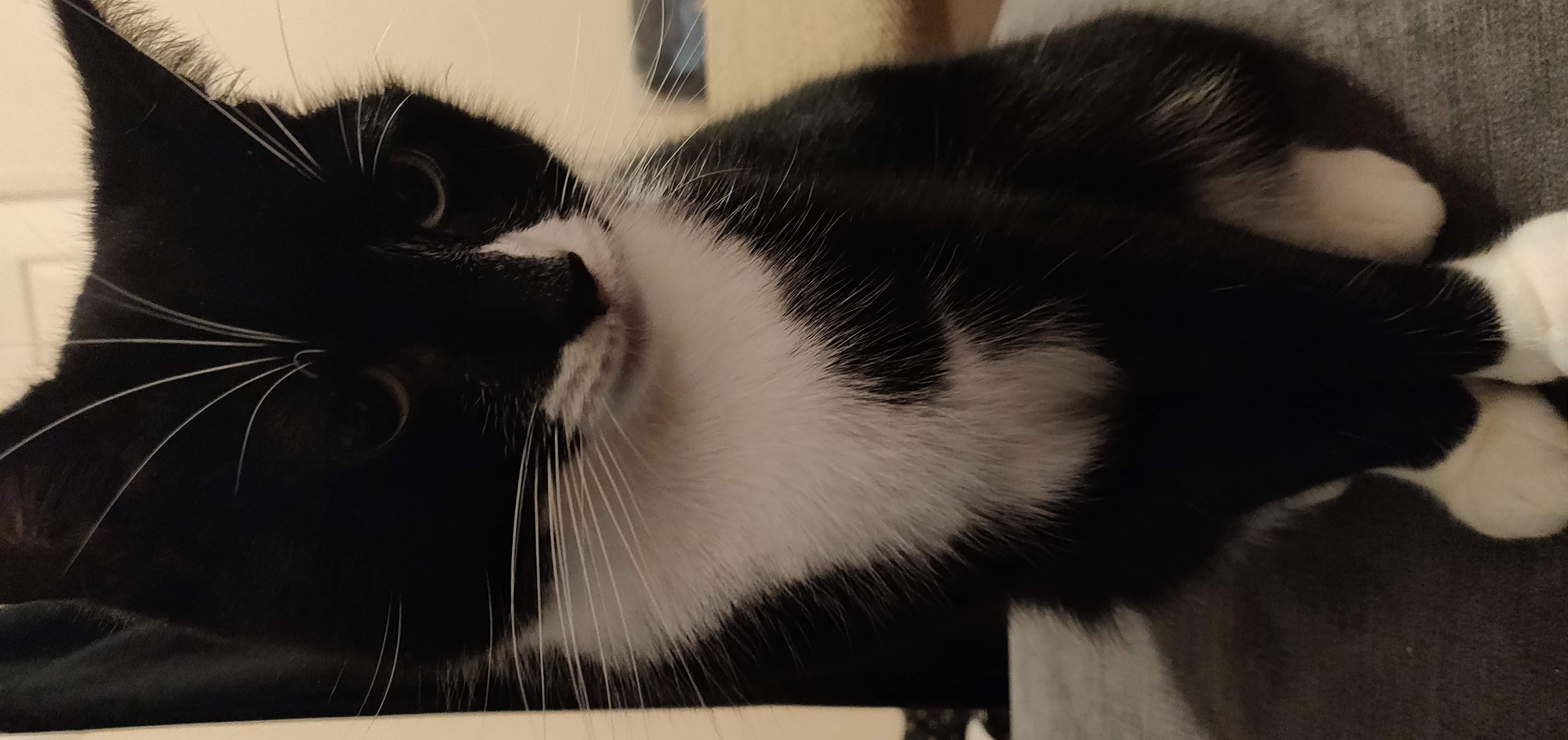 Kitty Diary Photo: 2019-03-29T20:42:44.000Z