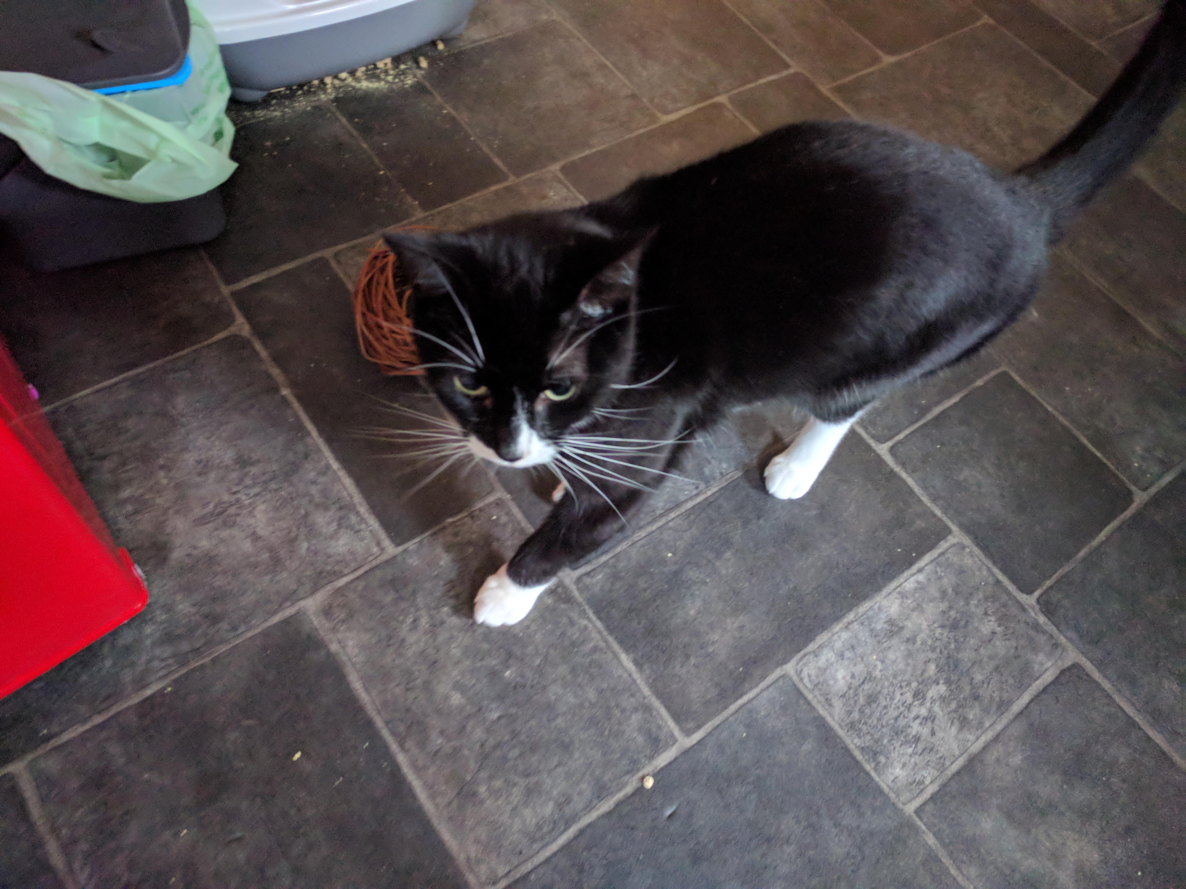 Kitty Diary Photo: 2019-04-25T06:46:29.000Z