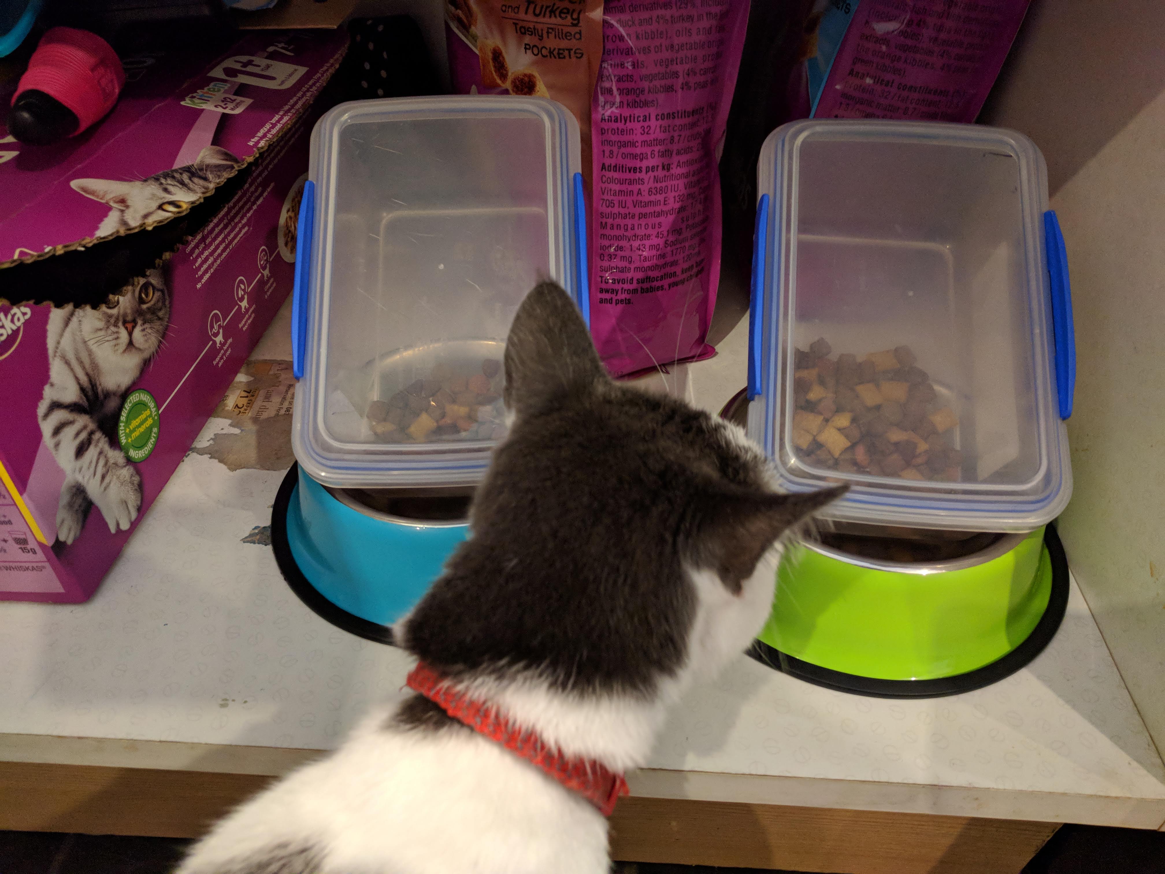 Kitty Diary Photo: 2019-06-01T05:50:59.000Z
