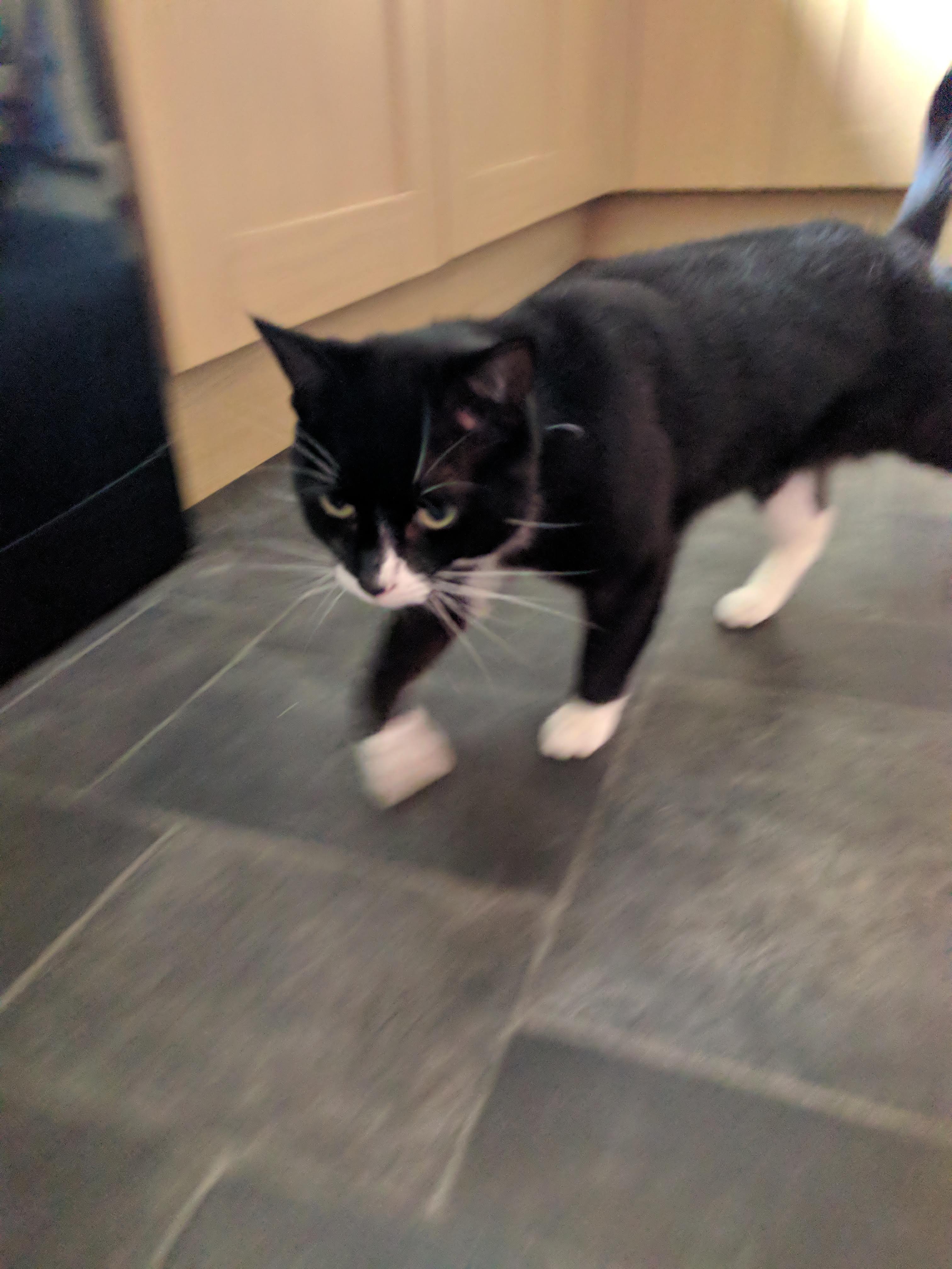 Kitty Diary Photo: 2019-06-19T16:32:32.000Z