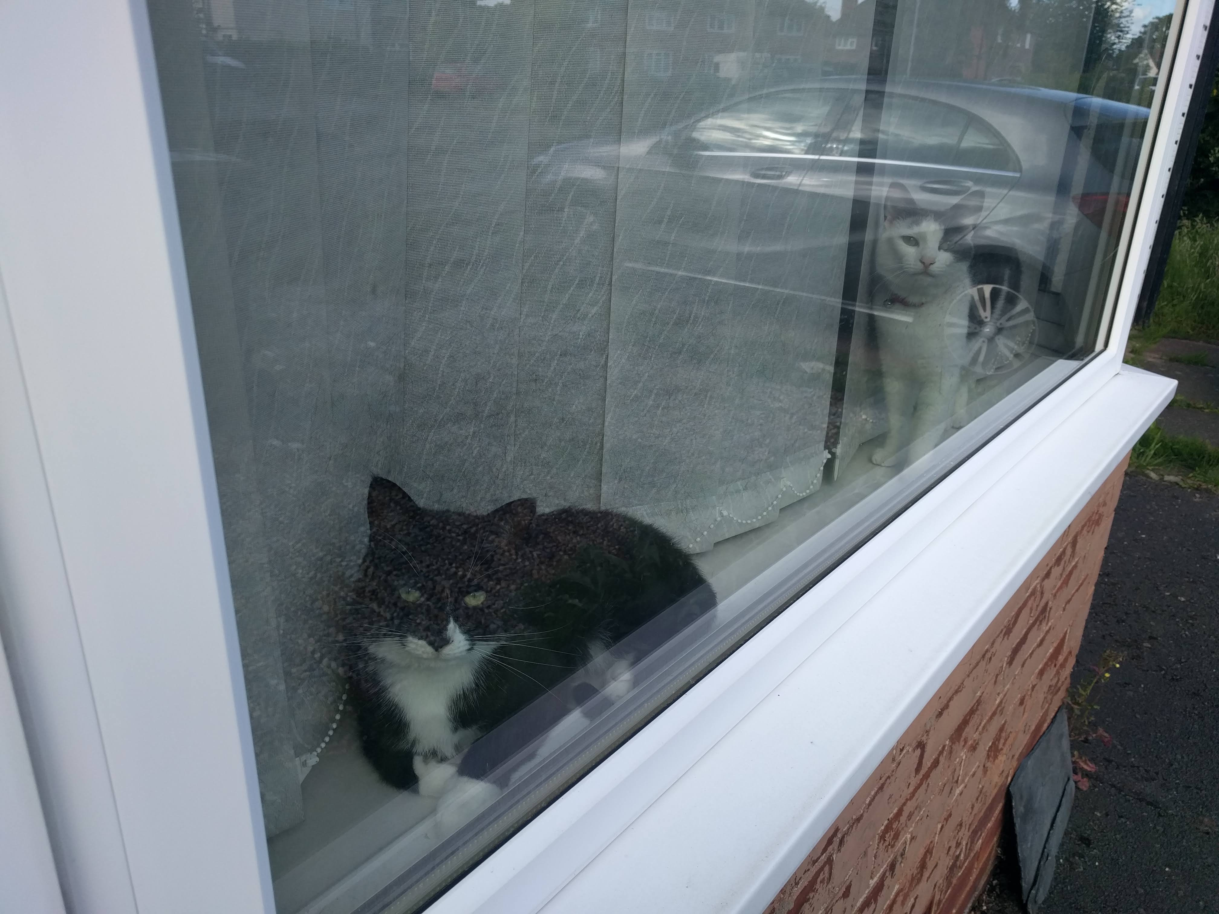 Kitty Diary Photo: 2019-06-20T16:33:48.000Z