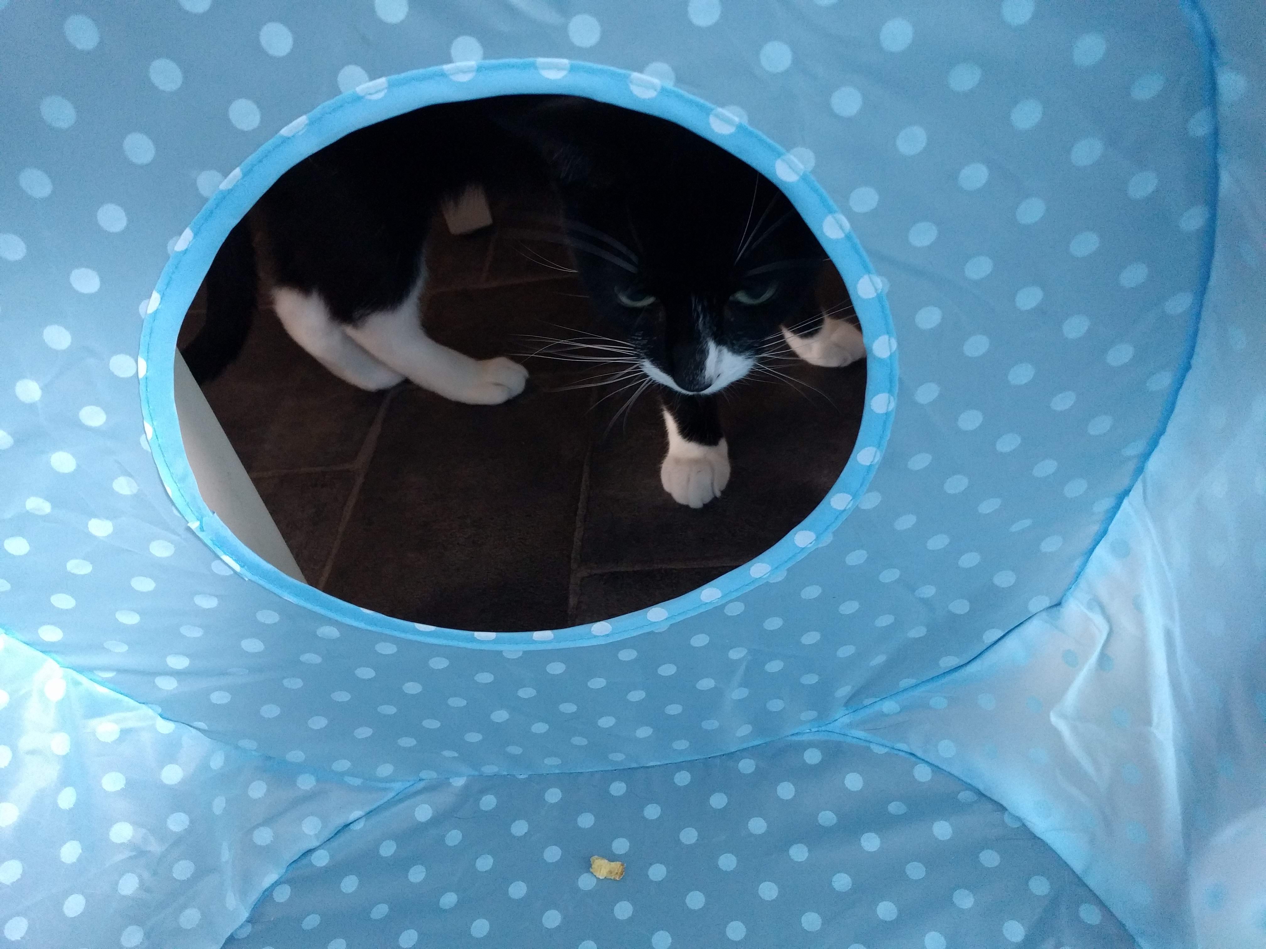 Kitty Diary Photo: 2019-06-22T13:36:52.000Z